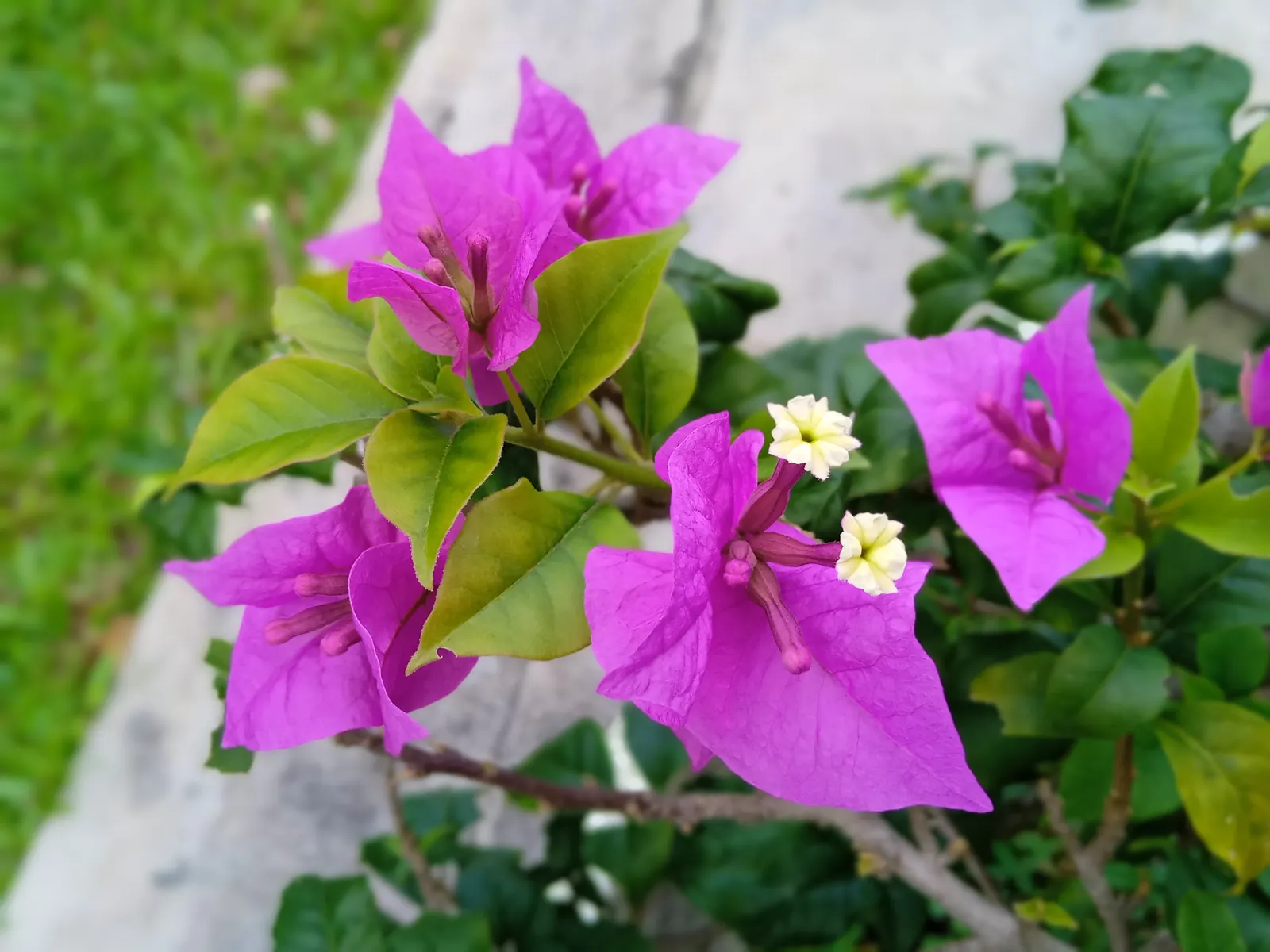 Bougainvillea (Bougainvillea Spectabilis) — making it an ideal choice for a show-stopping garden feature; vine with pink and red blooms, image 66