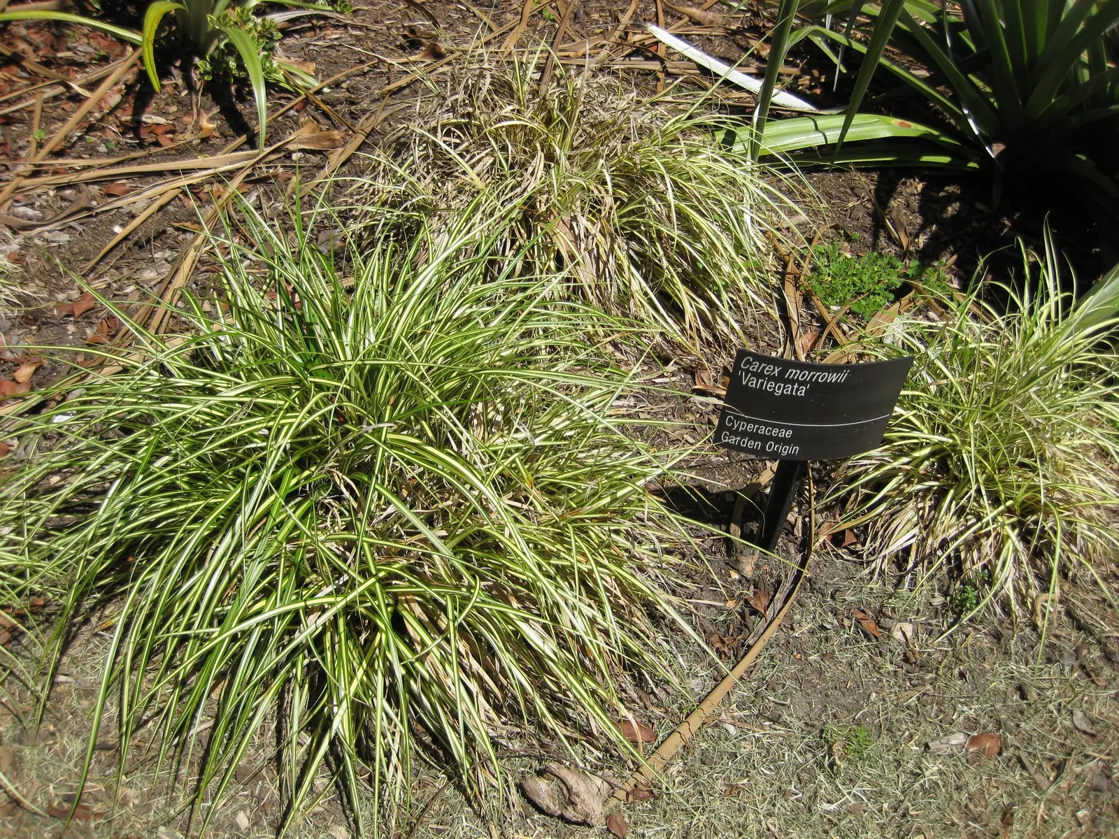 Variegated Grass Sedge (Carex Morrowii 'Variegata') — a clump-forming evergreen sedge