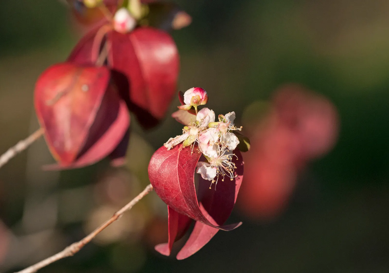 Surinam Cherry (Eugenia Uniflora) — shrub / tree for full or half; making it a low-maintenance choice for a fruitful garden element, image 116