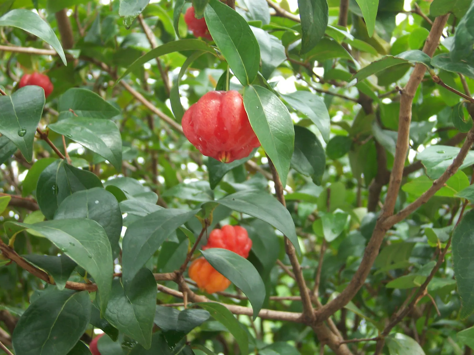 Surinam Cherry (Eugenia Uniflora) — Hardy to zone 9, it's also attractive to birds; ideal for hedges or screens, it requires well-drained soil, image 92
