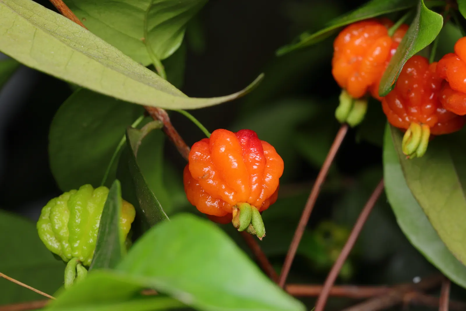 Surinam Cherry (Eugenia Uniflora) — can reach heights of 12 to 20 feet; its growth habit is erect with multiple stems, image 69