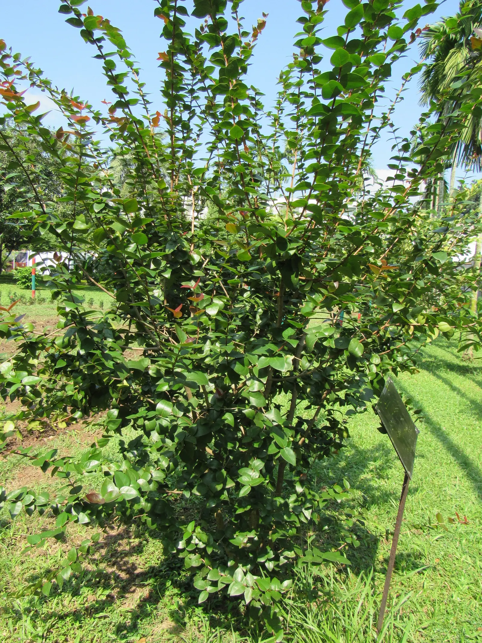 Surinam Cherry (Eugenia Uniflora) — yellow flowers in the garden; with a similar spread.<br><br>For the optimal development of the Surinam Cherry, image 114