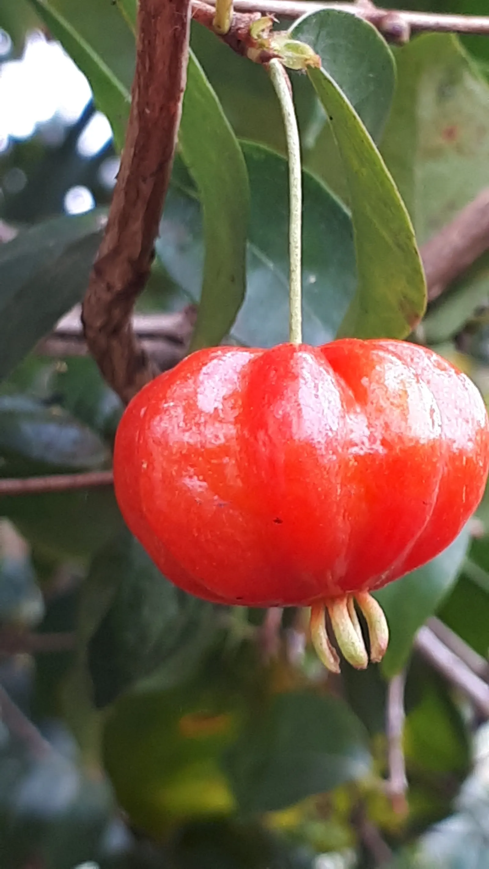 Surinam Cherry (Eugenia Uniflora) — which can be pruned annually to maintain a desired shape and size; shrub / tree for full or half, image 75