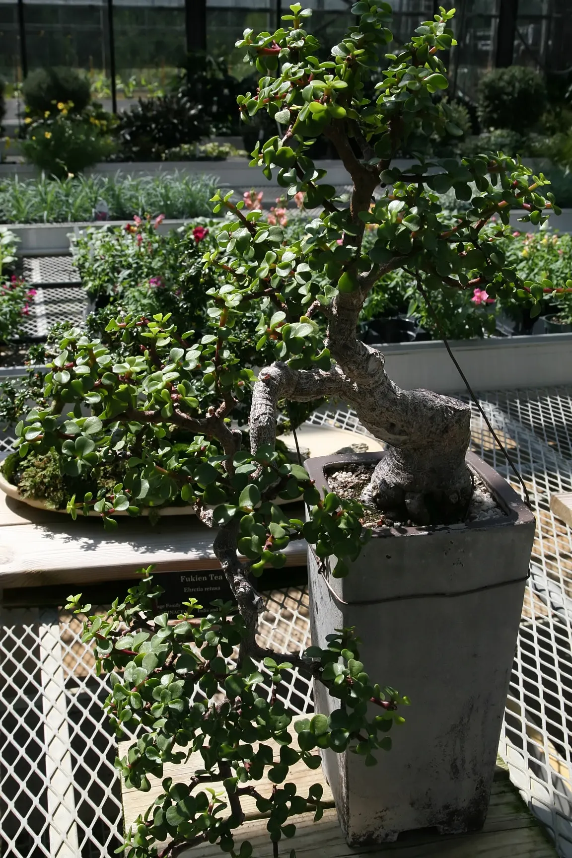 Surinam Cherry (Eugenia Uniflora) — can reach heights of 12 to 20 feet