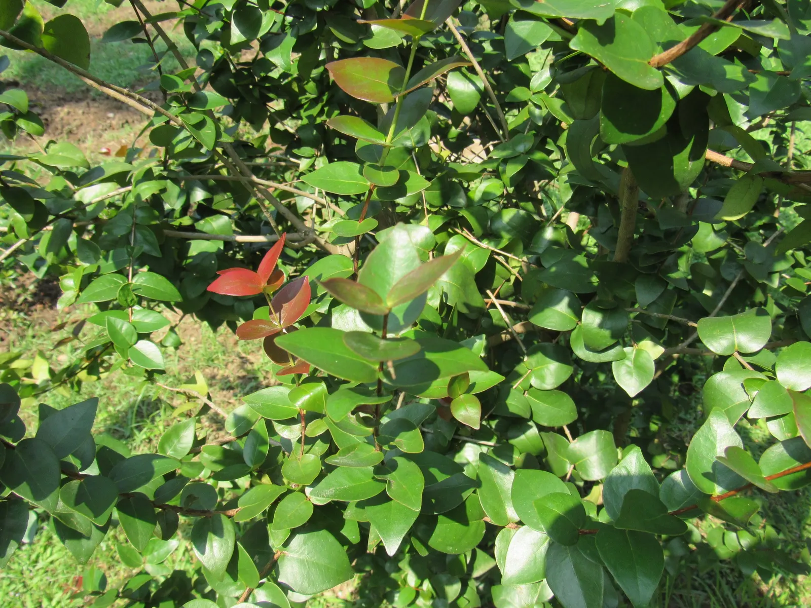 Surinam Cherry (Eugenia Uniflora) — Surinam Cherry (Eugenia uniflora) is an evergreen shrub known for its lush; the bright red to black cherries, image 88