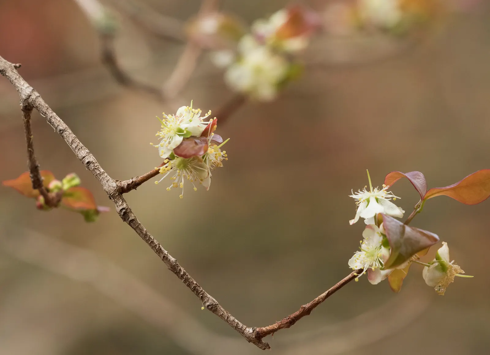 Surinam Cherry (Eugenia Uniflora) — it's essential to note that the seeds are considered toxic if ingested