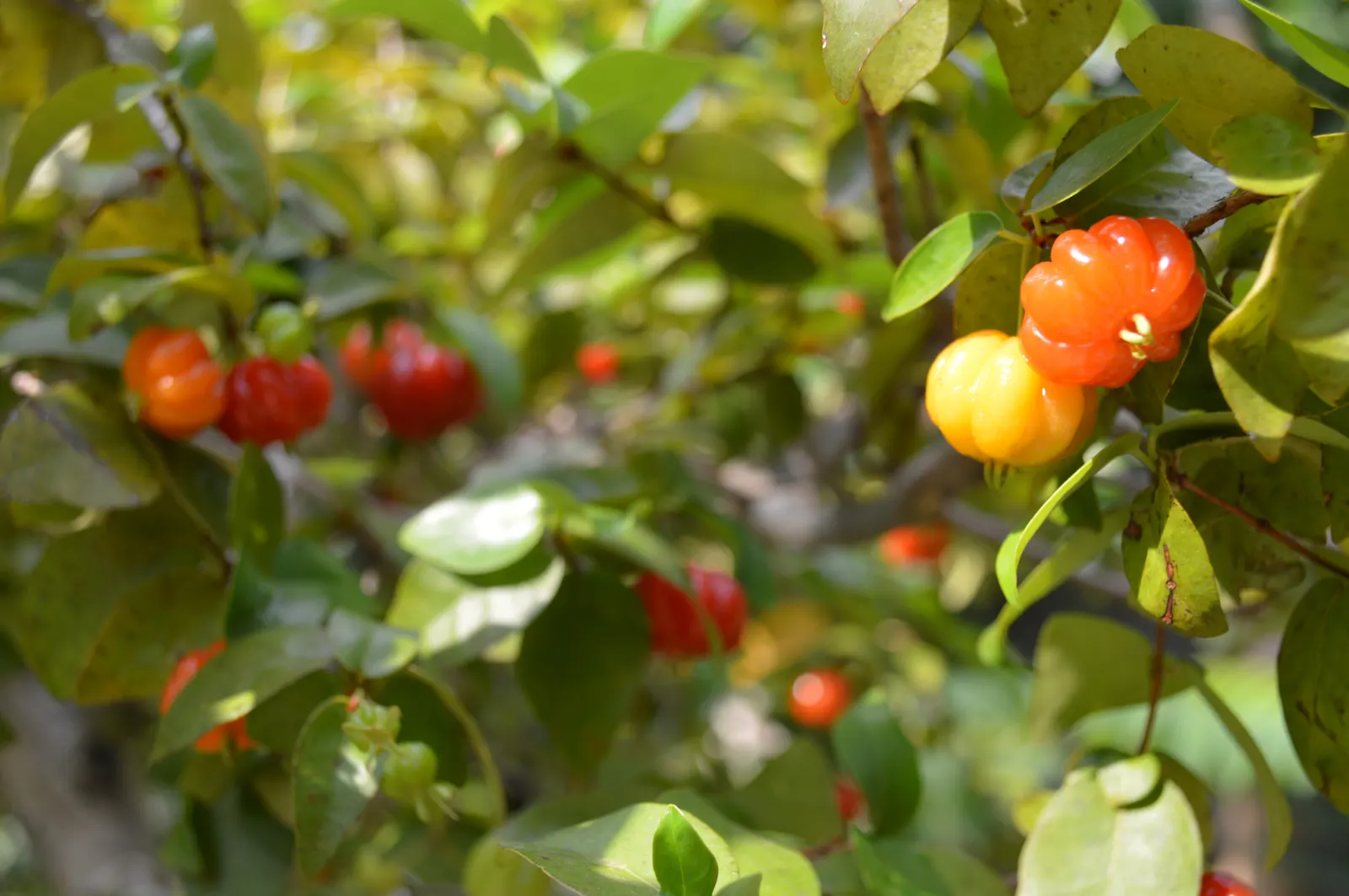 Surinam Cherry (Eugenia Uniflora) — shrub / tree with yellow blooms; or a stand-alone ornamental specimen.<br><br>The plant's showy white flowers appear in