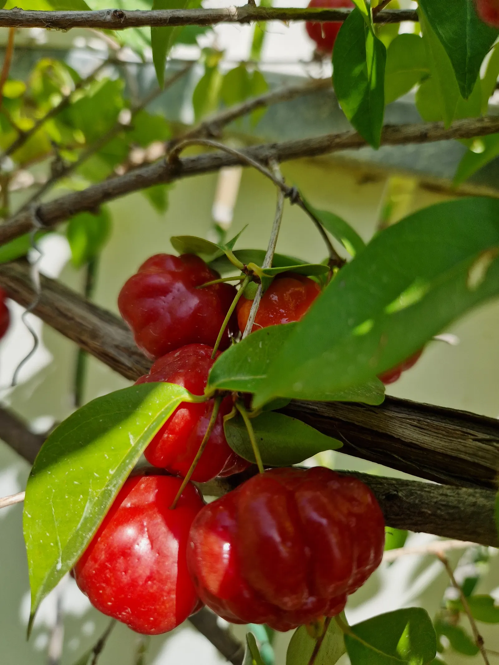 Surinam Cherry (Eugenia Uniflora) — providing a stark contrast to the dark green foliage and attracting pollinators to the garden; these blooms, image 78