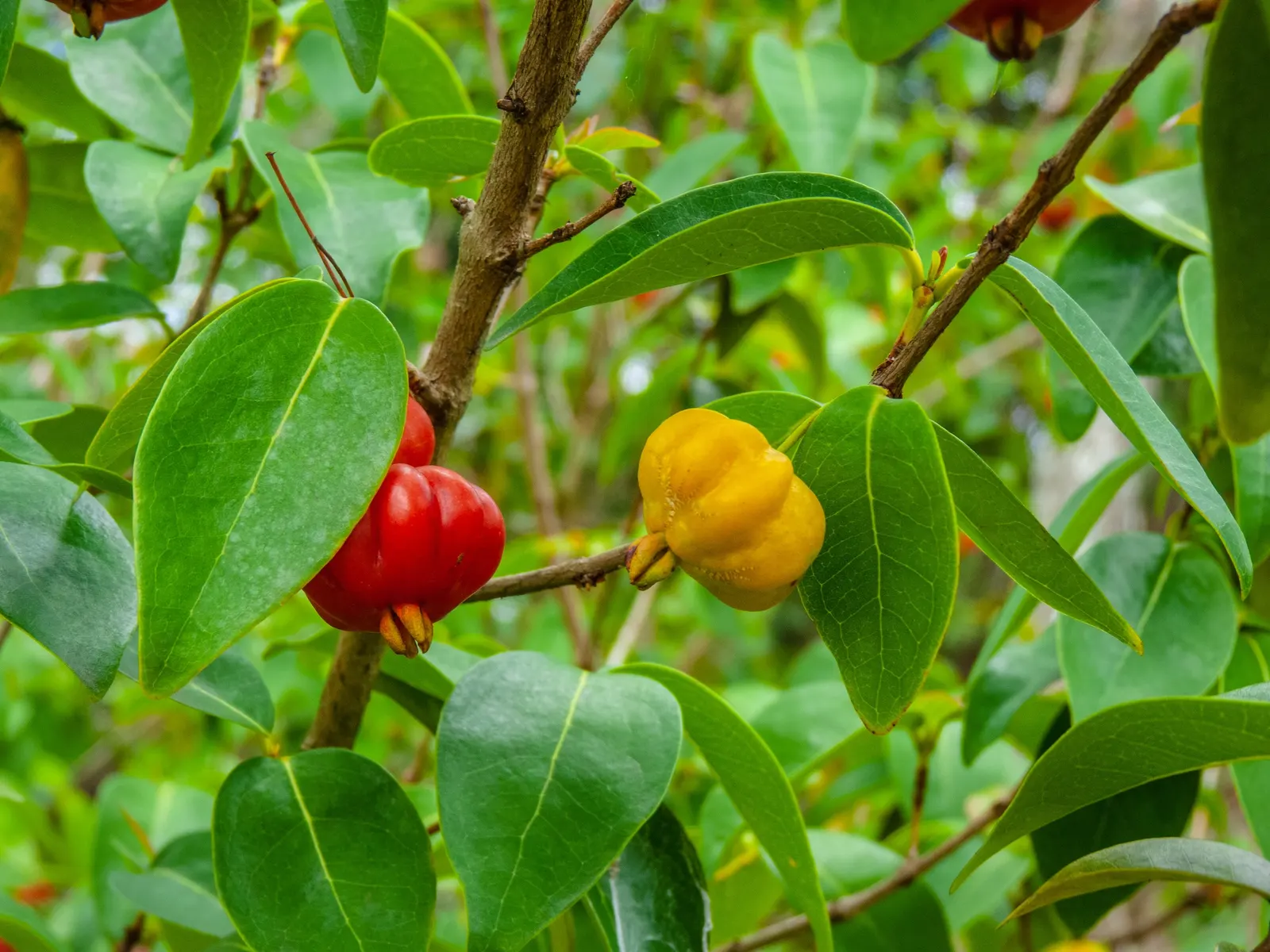 Surinam Cherry (Eugenia Uniflora) — it's essential to note that the seeds are considered toxic if ingested; planting in a location with full sun to, image 81