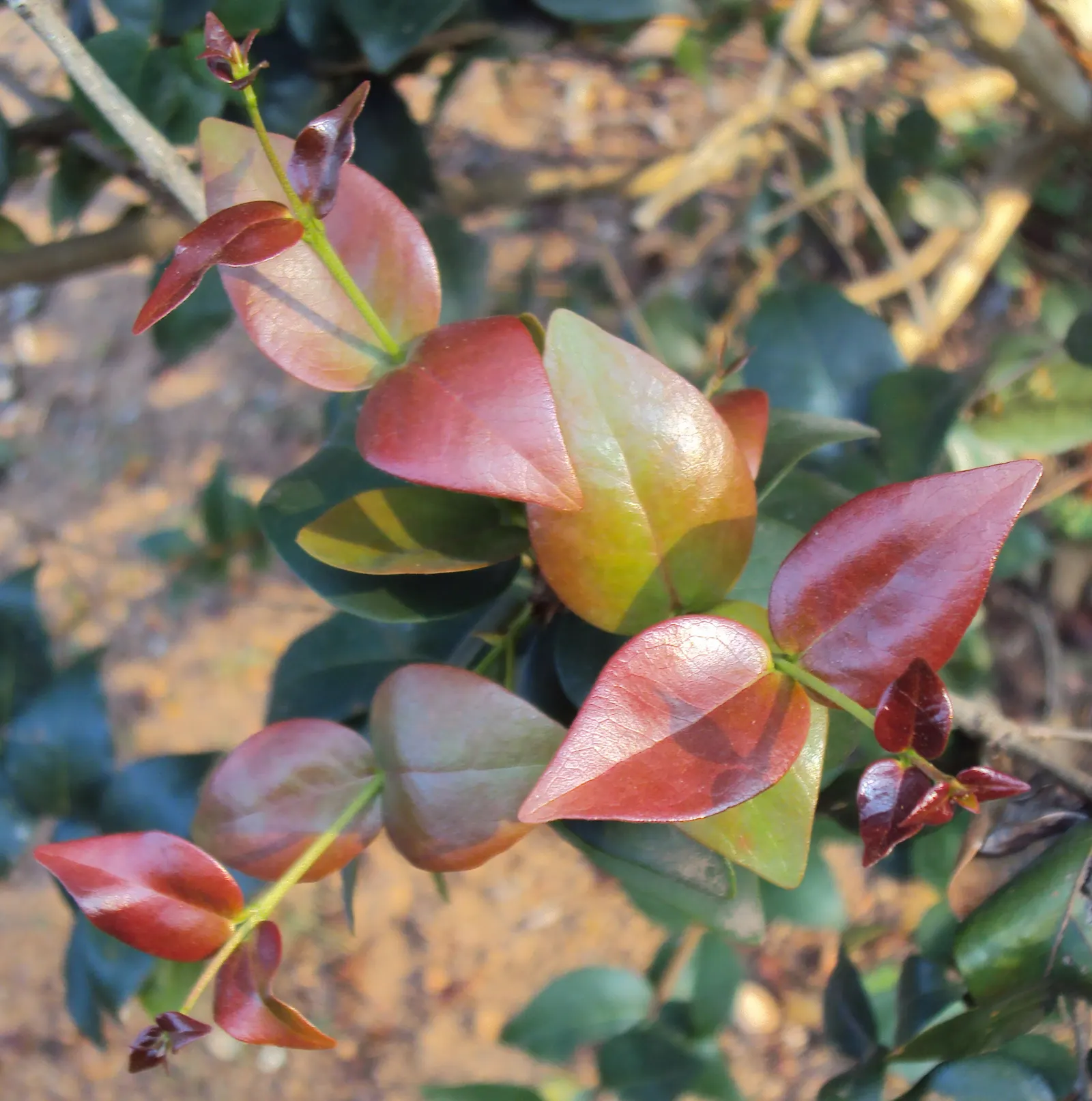 Surinam Cherry (Eugenia Uniflora) — planting in a location with full sun to partial shade is recommended; surinam Cherry (Eugenia uniflora) is an evergreen