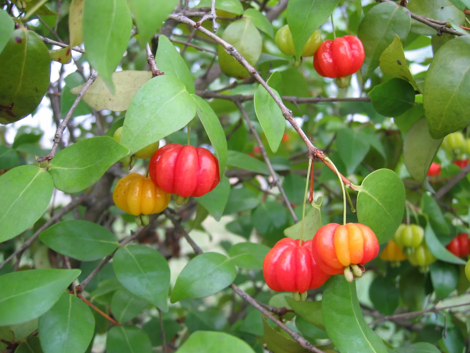 Surinam Cherry (Eugenia Uniflora) — The Surinam Cherry, scientifically known as Eugenia uniflora, is a visually striking addition to any landscape