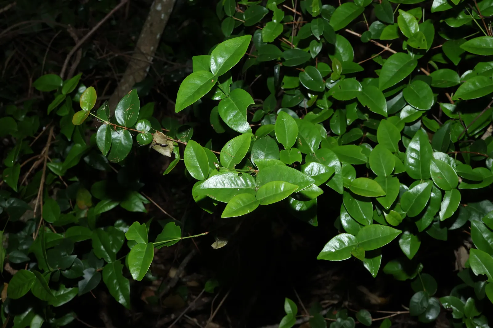 Surinam Cherry (Eugenia Uniflora) — The bright red to black cherries are edible, with a unique sweet-tart flavor, and blossom in spring; this, image 91