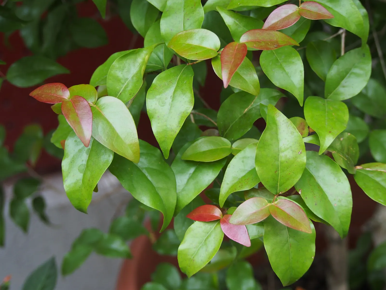 Surinam Cherry (Eugenia Uniflora) — These blooms give way to a profusion of cherries that ripen typically from late spring to early summer; shrub /, image 79