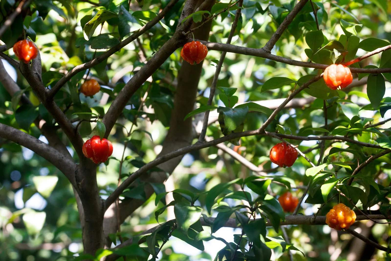 Surinam Cherry (Eugenia Uniflora) — It thrives in full sun to partial shade, reaching 8 to 15 feet high and wide; can reach heights of 12 to 20 feet, image 89