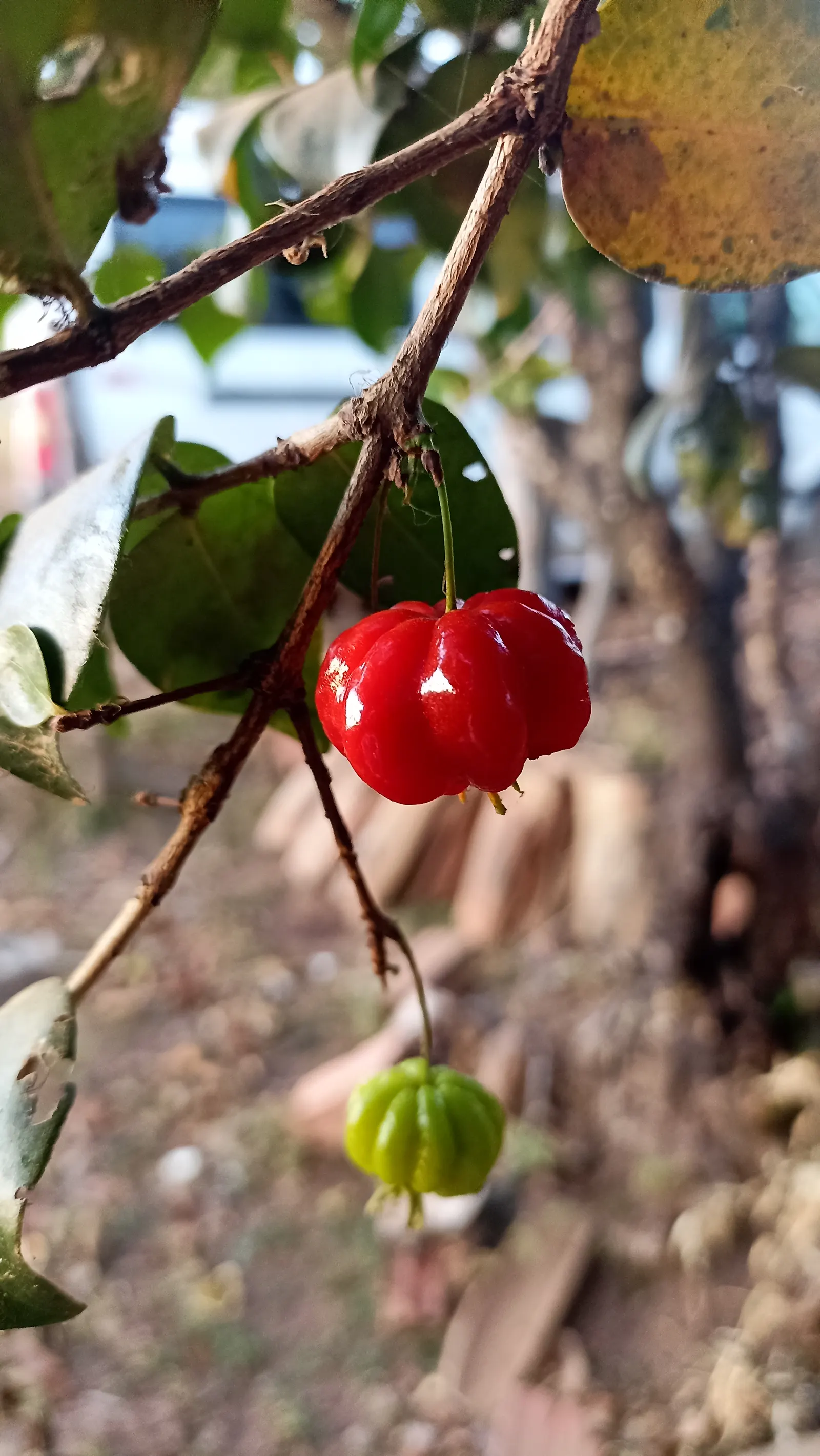 Surinam Cherry (Eugenia Uniflora) — Its growth habit is erect with multiple stems; the fruits can be eaten fresh or used in jellies and jams, image 103