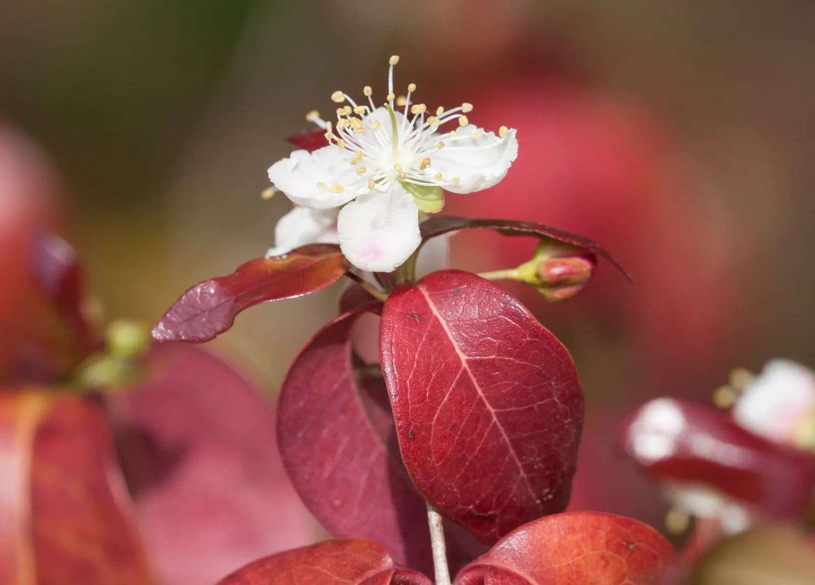 Surinam Cherry (Eugenia Uniflora) — These blooms give way to a profusion of cherries that ripen typically from late spring to early summer; shrub /, image 108