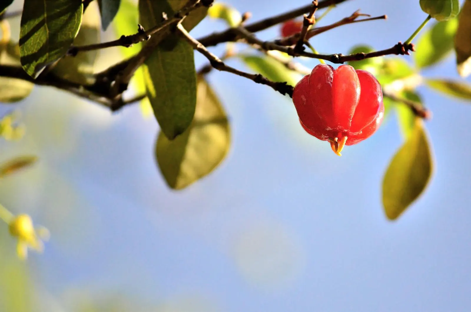 Surinam Cherry (Eugenia Uniflora) — providing a stark contrast to the dark green foliage and attracting pollinators to the garden; these blooms give way to a