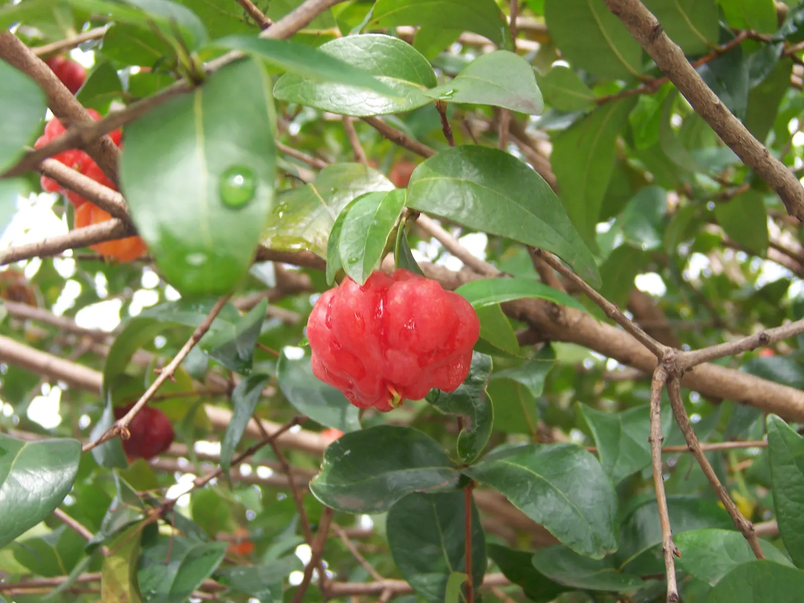 Surinam Cherry (Eugenia Uniflora) — making it a low-maintenance choice for a fruitful garden element