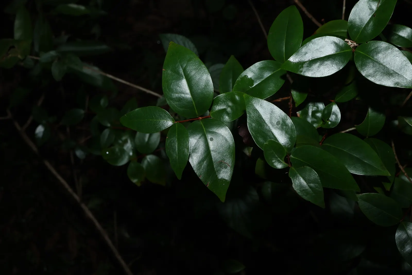Surinam Cherry (Eugenia Uniflora) — this small to medium-sized evergreen shrub; it thrives in full sun to partial shade, reaching 8 to 15 feet high, image 125