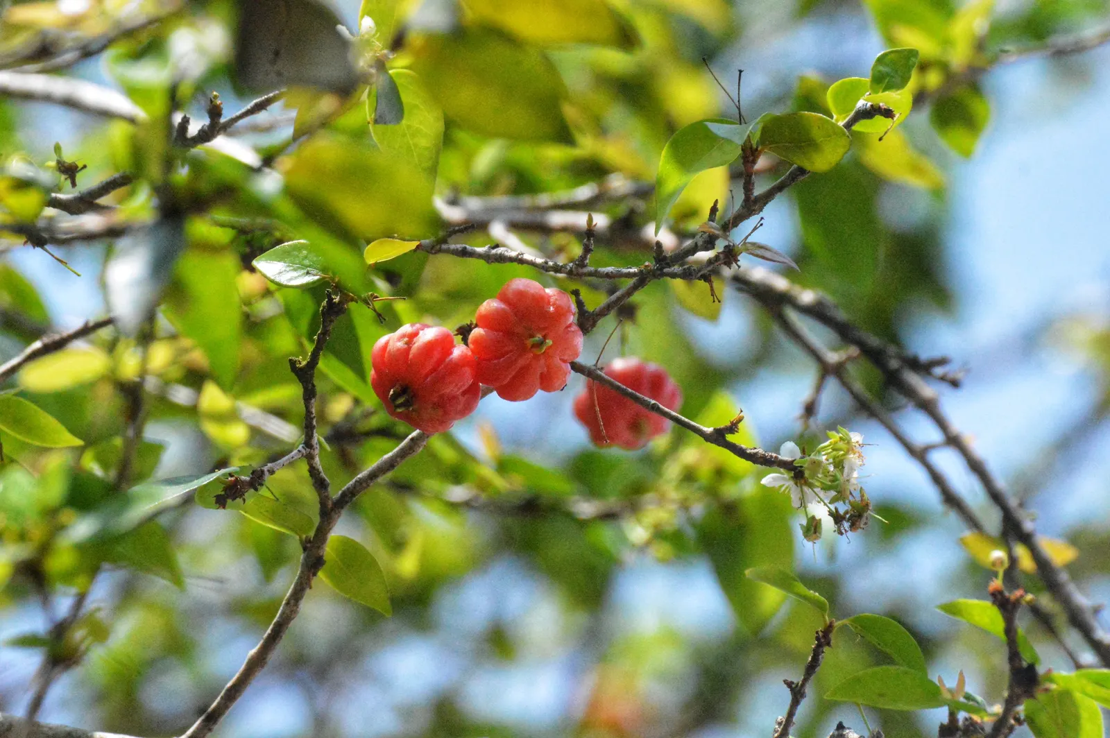 Surinam Cherry (Eugenia Uniflora) — Surinam Cherry (Eugenia uniflora) is an evergreen shrub known for its lush