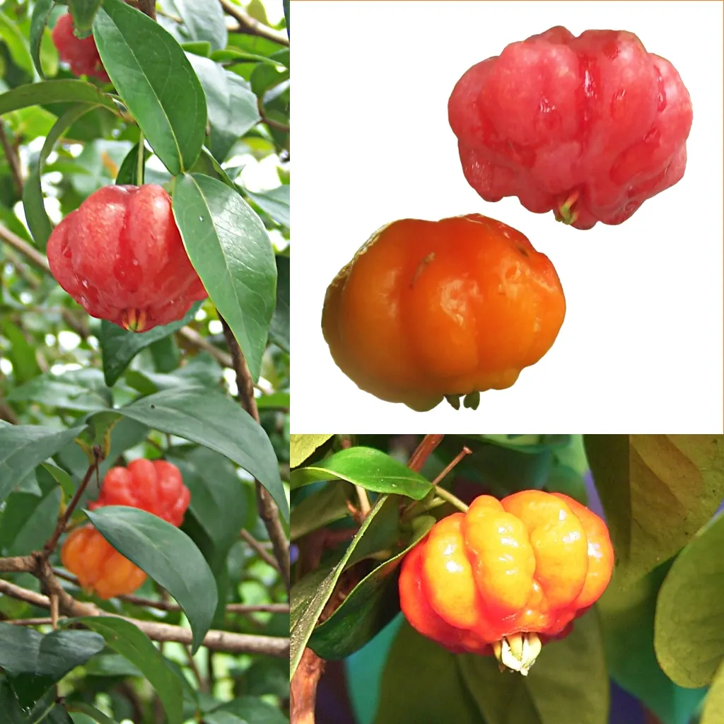 Surinam Cherry (Eugenia Uniflora) — The Surinam Cherry, scientifically known as Eugenia uniflora, is a visually striking addition to any landscape, image 64