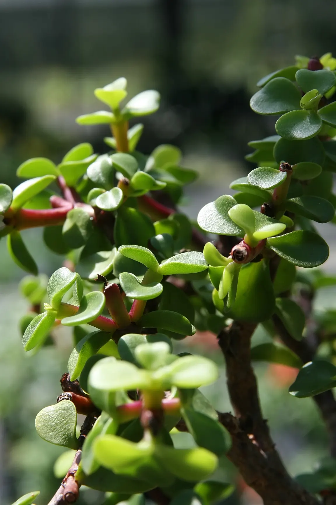 Surinam Cherry (Eugenia Uniflora) — Hardy to zone 9, it's also attractive to birds; ideal for hedges or screens, it requires well-drained soil, image 63