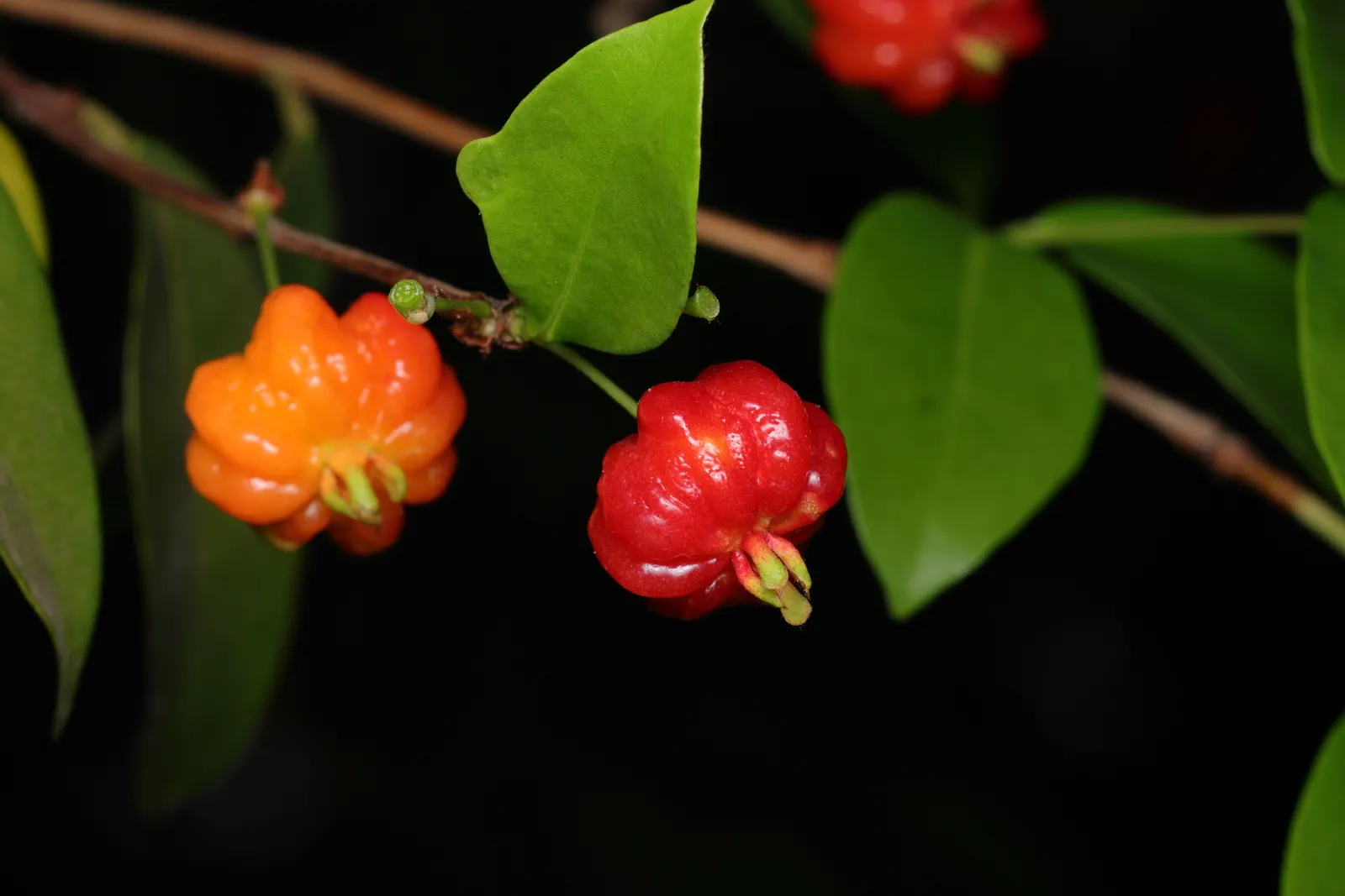 Surinam Cherry (Eugenia Uniflora) — or depending on conditions; this small to medium-sized evergreen shrub, image 97