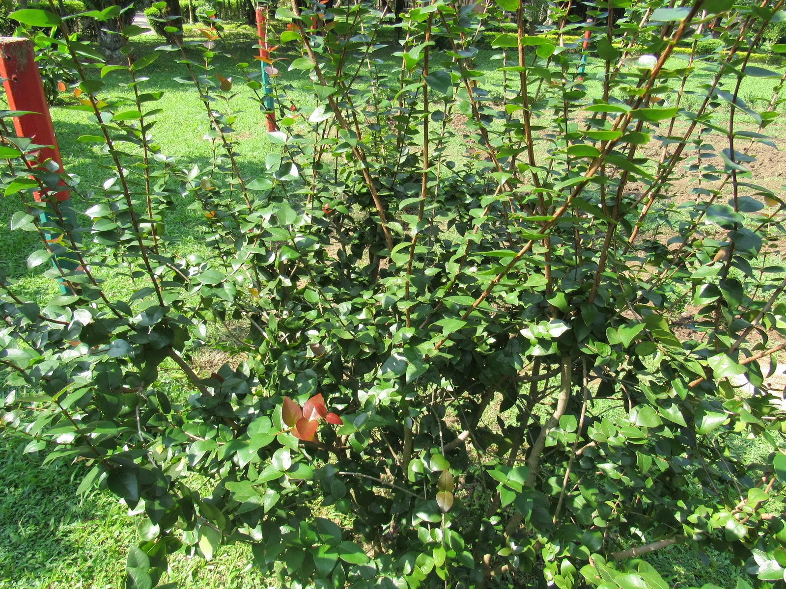 Surinam Cherry (Eugenia Uniflora) — which can be pruned annually to maintain a desired shape and size; shrub / tree for full or half, image 104