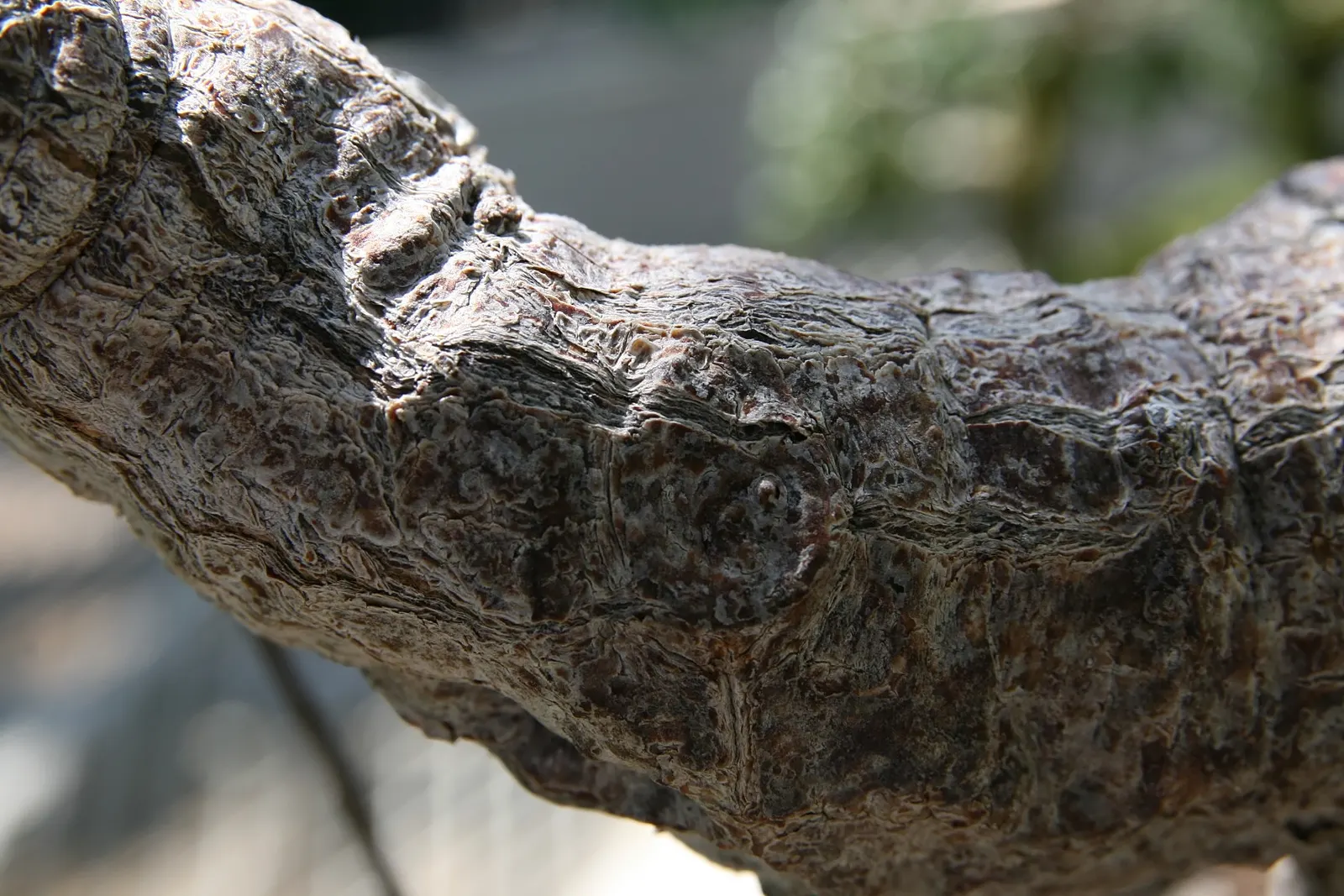 Surinam Cherry (Eugenia Uniflora) — It thrives in well-draining soil with moderate moisture and appreciates a warm climate; a member of the, image 72
