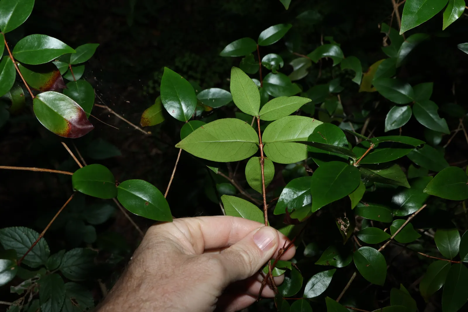 Surinam Cherry (Eugenia Uniflora) — It thrives in full sun to partial shade, reaching 8 to 15 feet high and wide