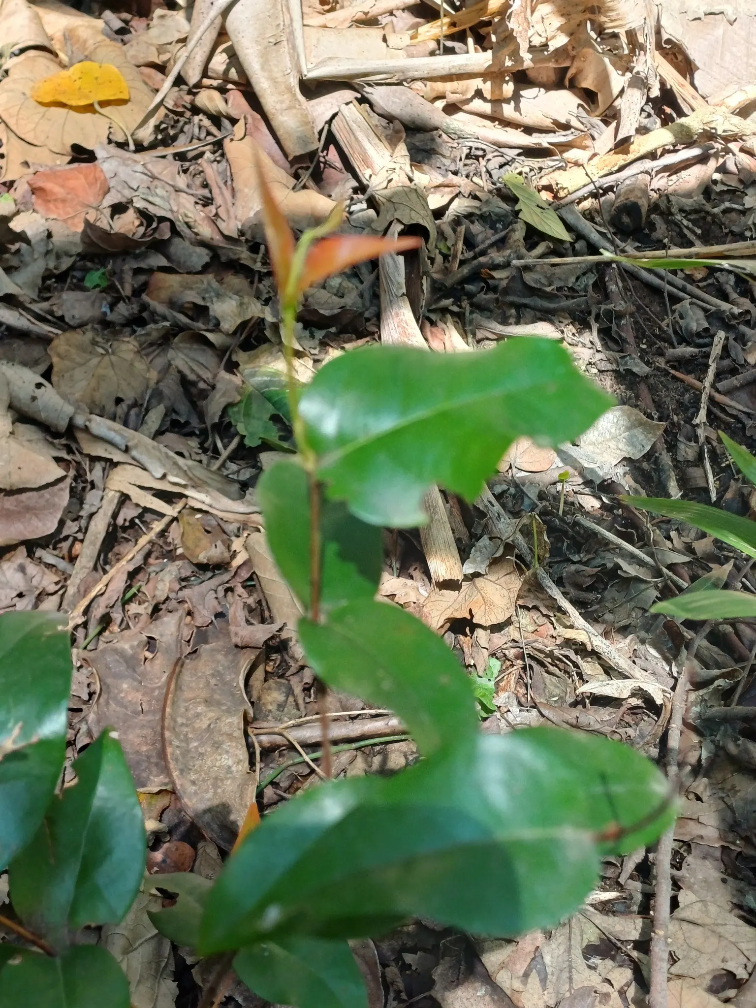 Surinam Cherry (Eugenia Uniflora) — Its growth habit is erect with multiple stems