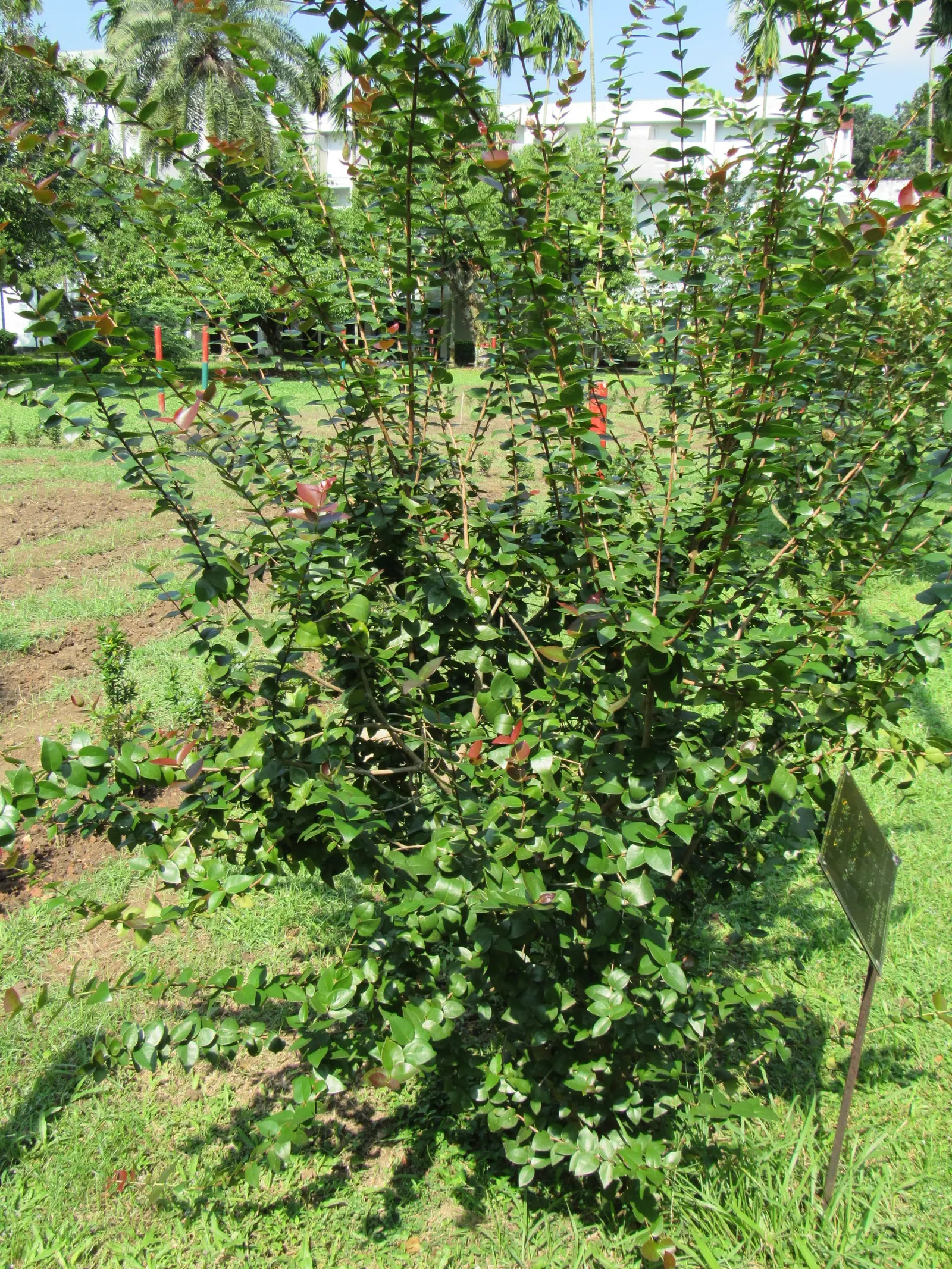 Surinam Cherry (Eugenia Uniflora) — Ideal for hedges or screens, it requires well-drained soil; offering versatility in design whether as a hedge, image 90