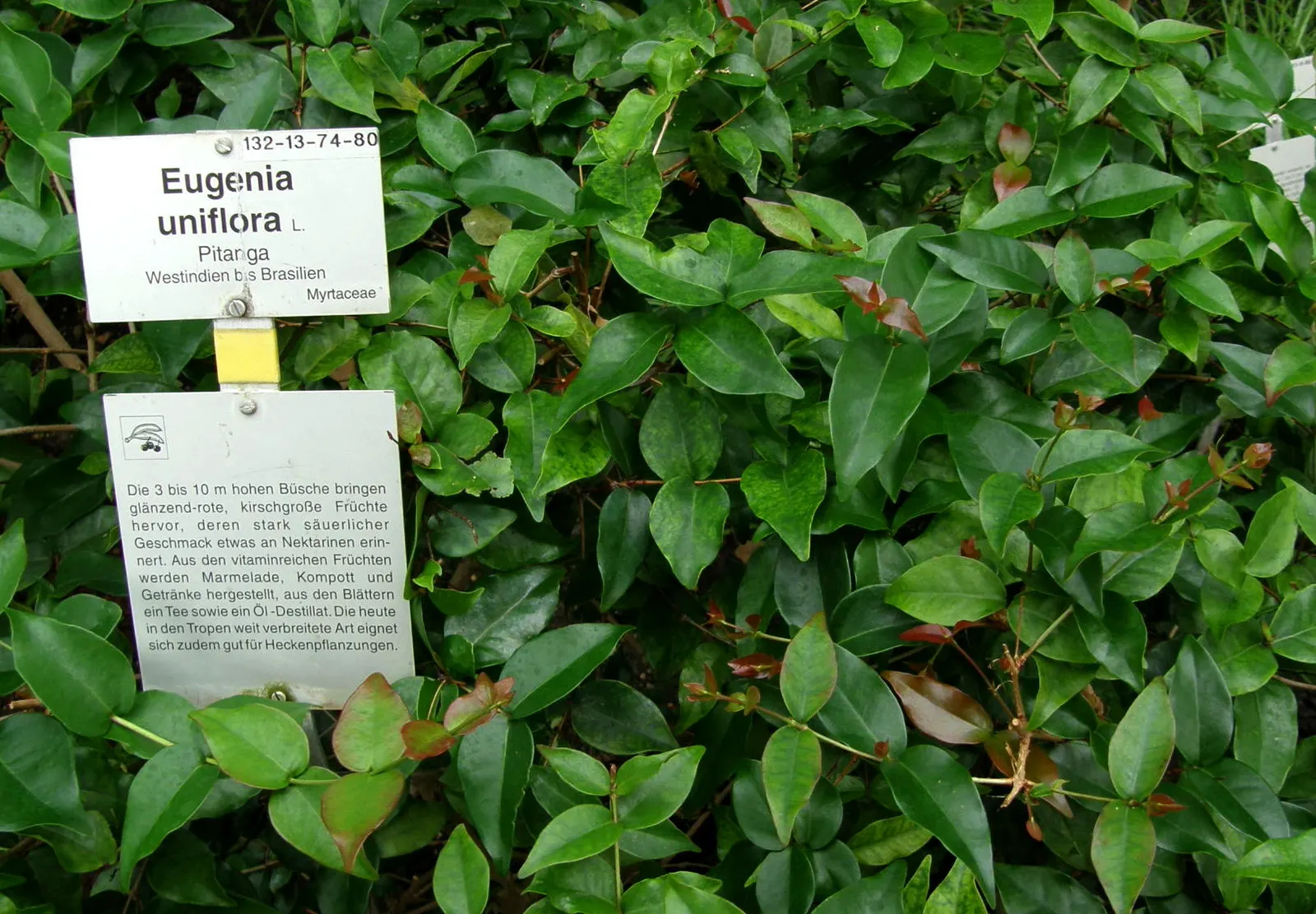 Surinam Cherry (Eugenia Uniflora) — or depending on conditions; this small to medium-sized evergreen shrub