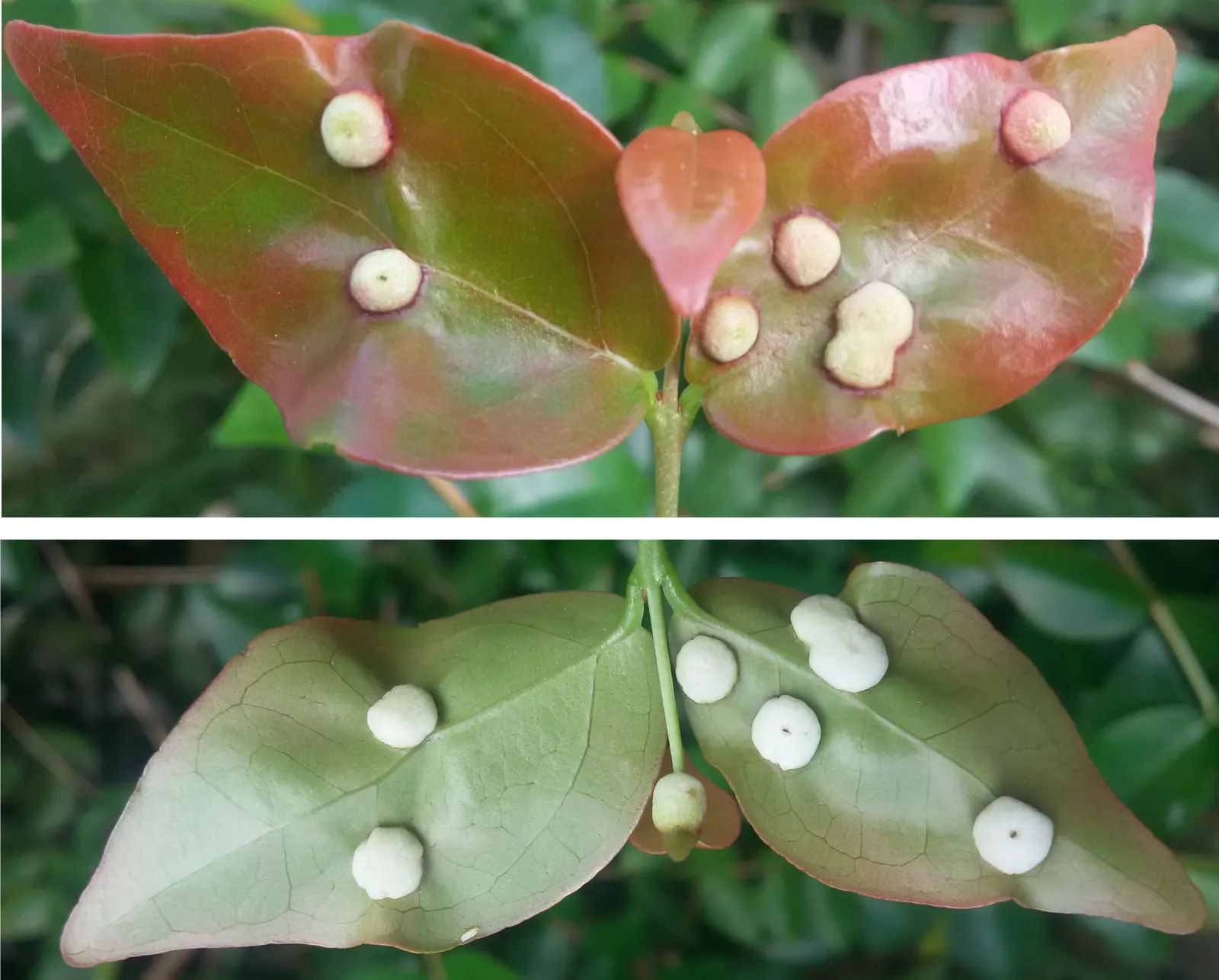 Surinam Cherry (Eugenia Uniflora) — It thrives in full sun to partial shade, reaching 8 to 15 feet high and wide; can reach heights of 12 to 20 feet