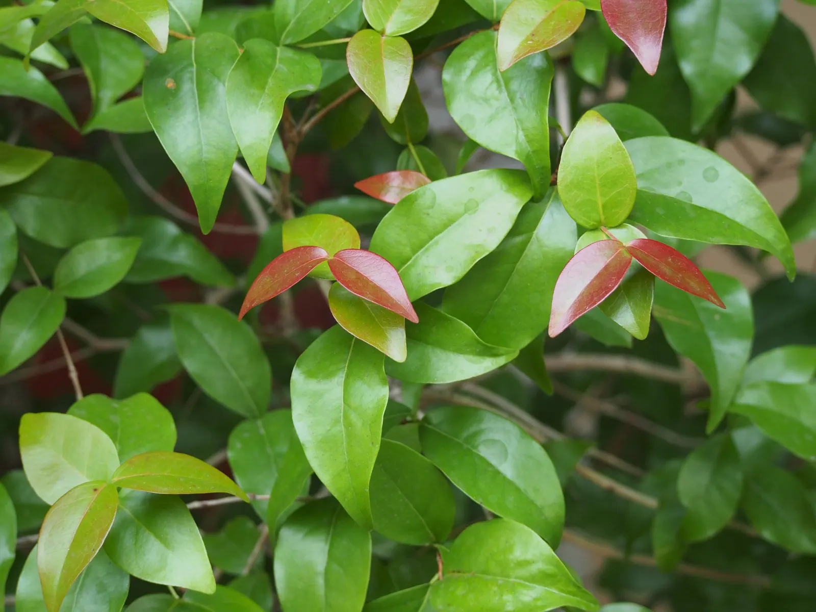 Surinam Cherry (Eugenia Uniflora) — Its growth habit is erect with multiple stems; the fruits can be eaten fresh or used in jellies and jams