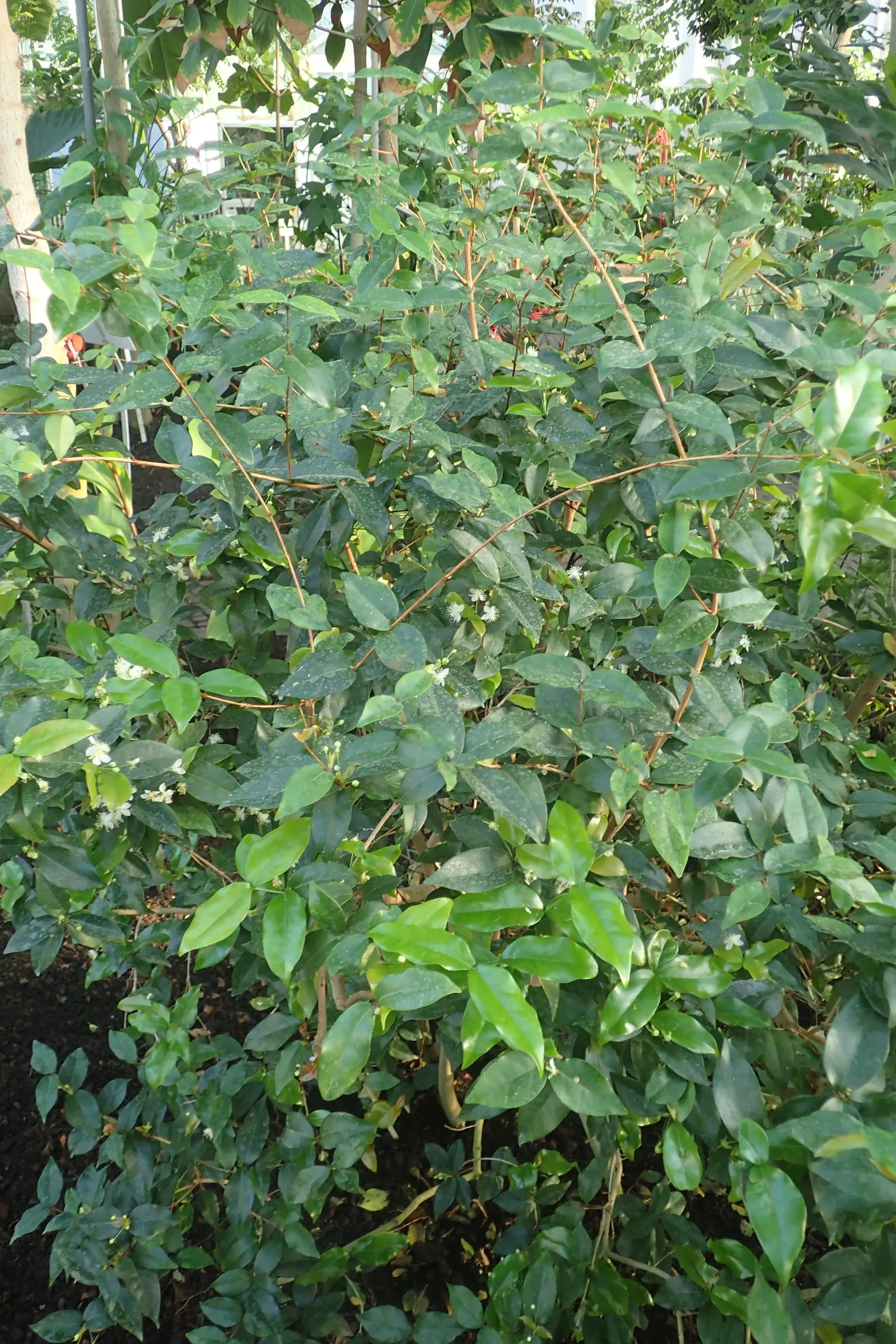 Surinam Cherry (Eugenia Uniflora) — making it a low-maintenance choice for a fruitful garden element; hardy to zone 9, it's also attractive to birds, image 84