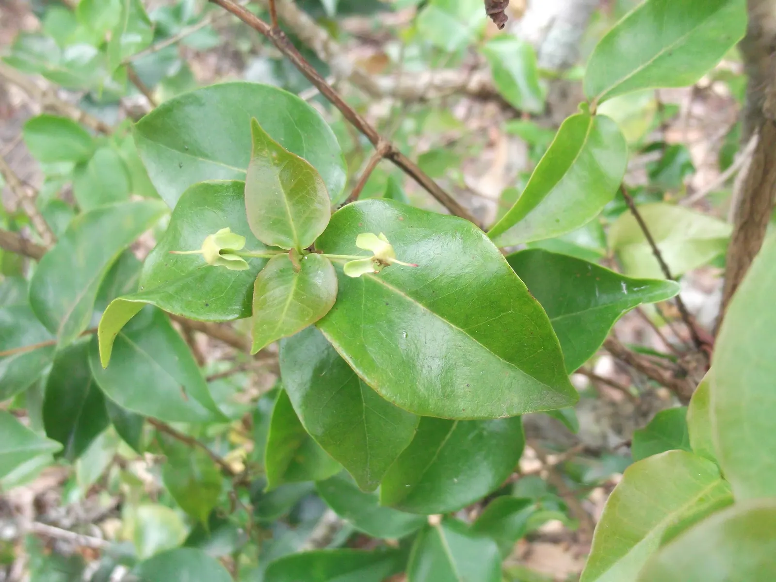 Surinam Cherry (Eugenia Uniflora) — with a similar spread.<br><br>For the optimal development of the Surinam Cherry