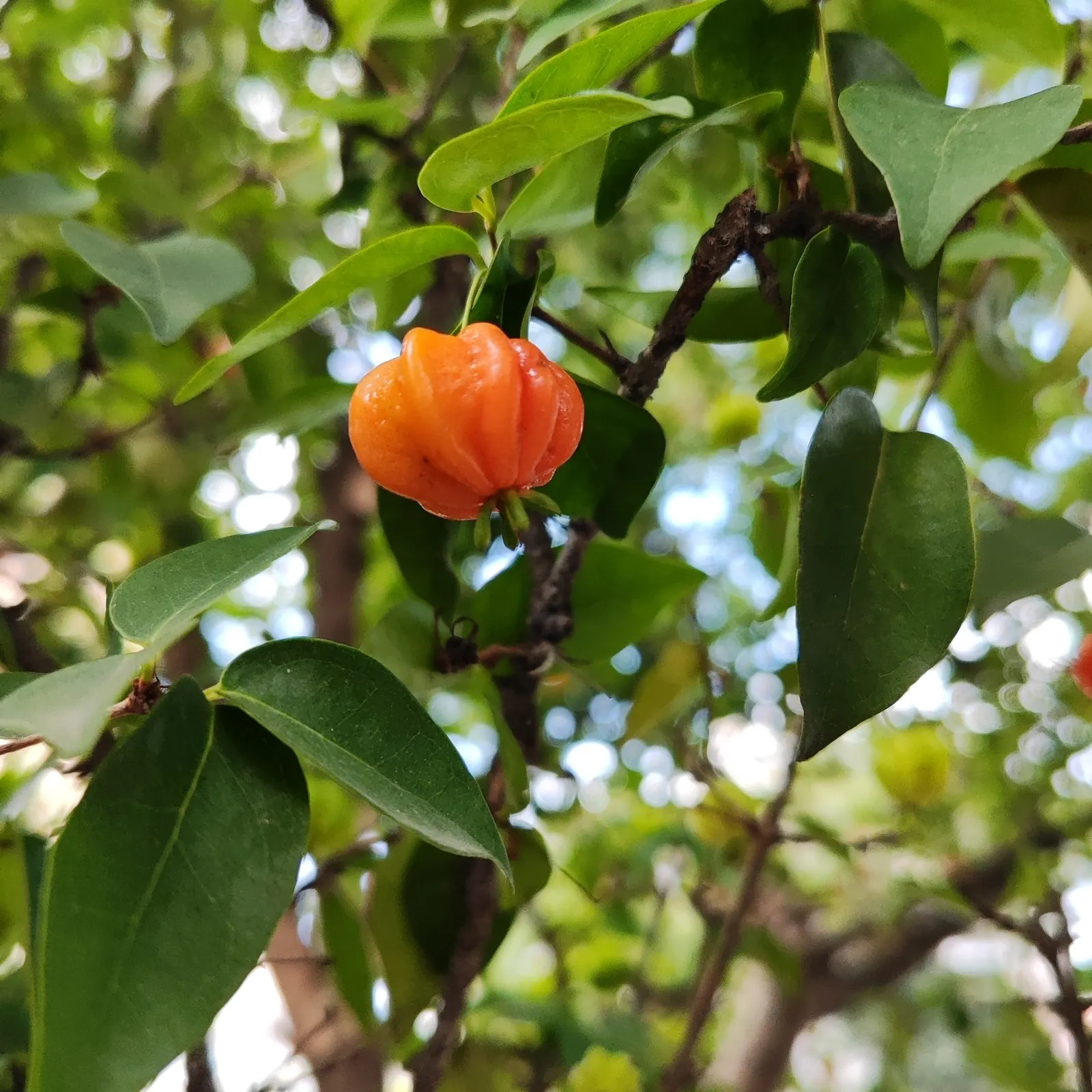 Surinam Cherry (Eugenia Uniflora) — or a stand-alone ornamental specimen.<br><br>The plant's showy white flowers appear in spring; it thrives in, image 106