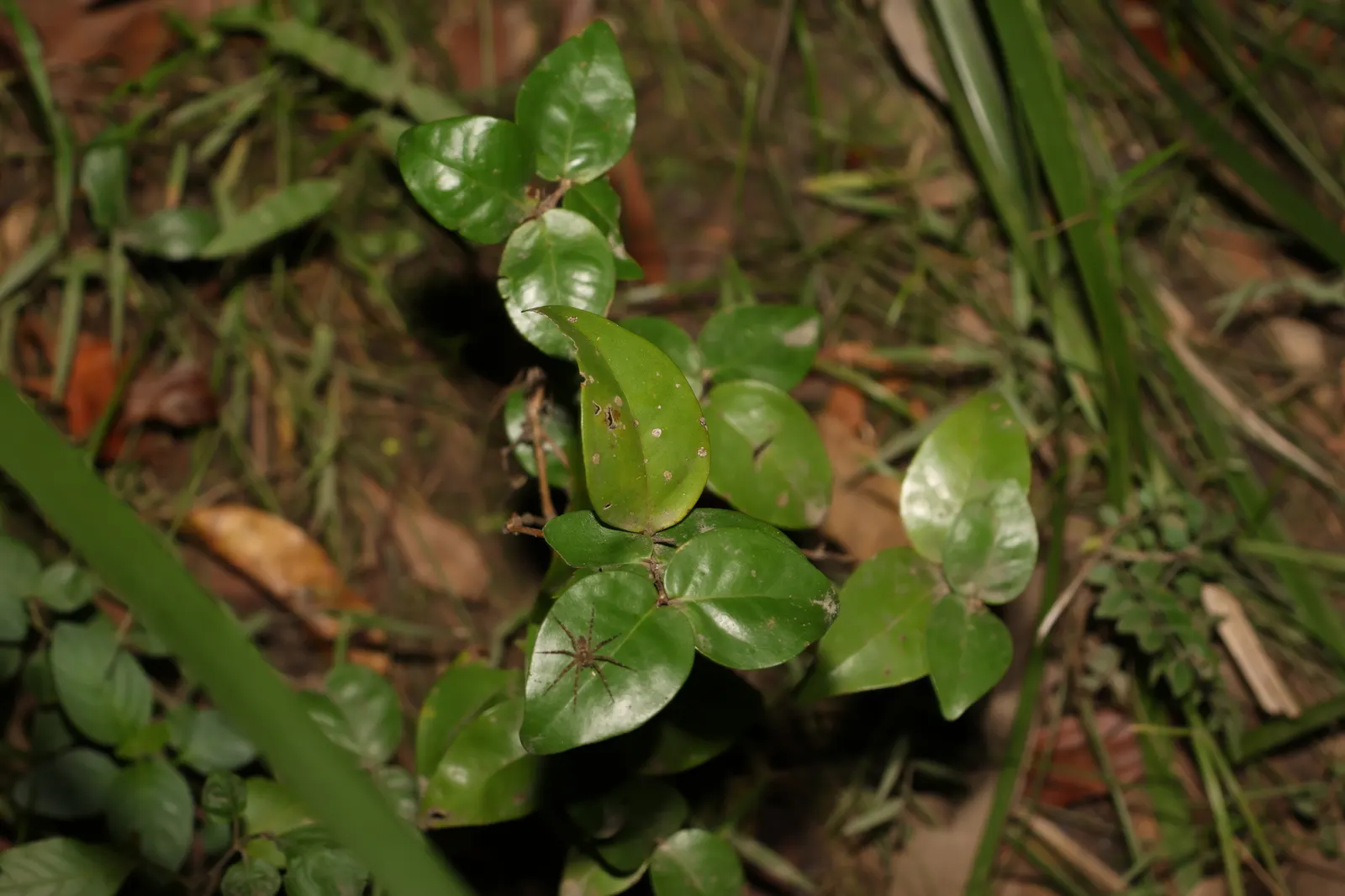Surinam Cherry (Eugenia Uniflora) — Surinam Cherry (Eugenia uniflora) is an evergreen shrub known for its lush; the bright red to black cherries, image 59