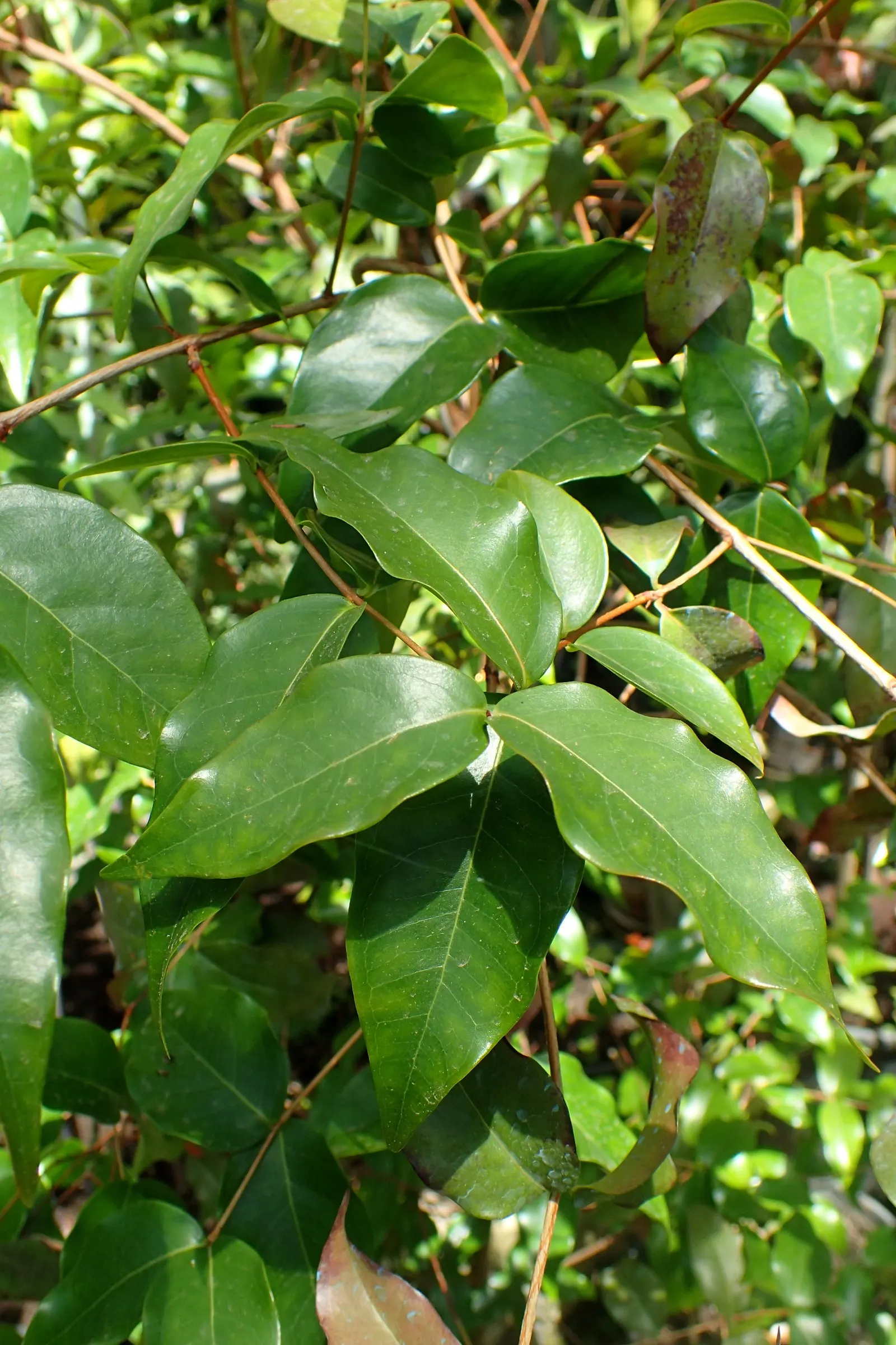 Surinam Cherry (Eugenia Uniflora) — The fruits can be eaten fresh or used in jellies and jams