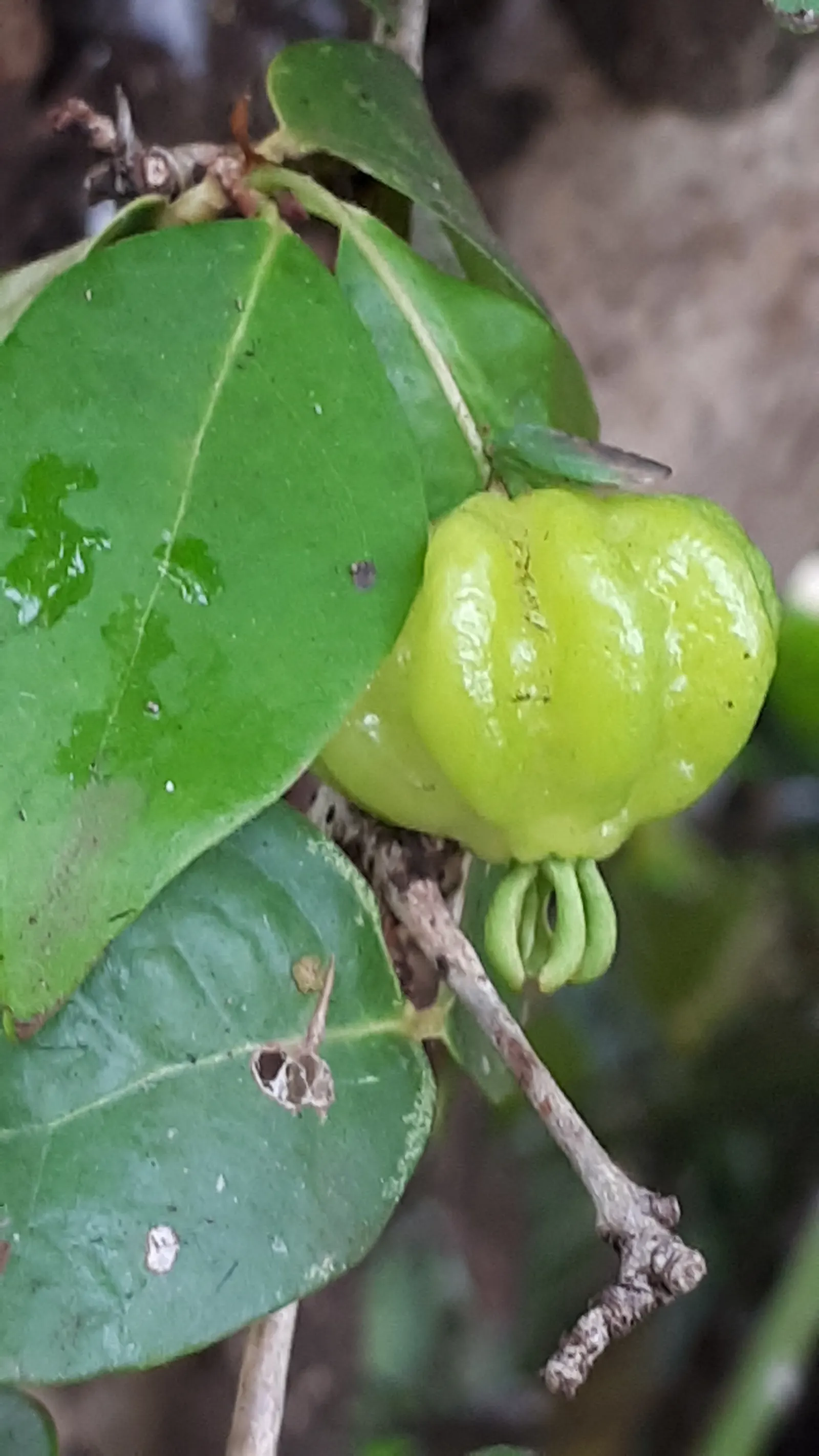 Surinam Cherry (Eugenia Uniflora) — The fruits can be eaten fresh or used in jellies and jams; the Surinam Cherry, scientifically known as Eugenia uniflora, is