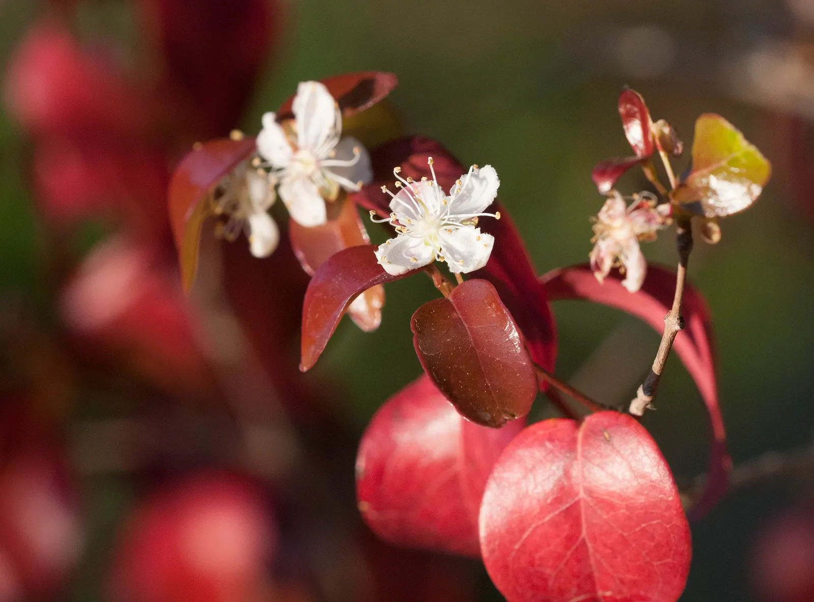 Surinam Cherry (Eugenia Uniflora) — pumpkin-shaped red to black cherries; which can be pruned annually to maintain a desired shape and size, image 123