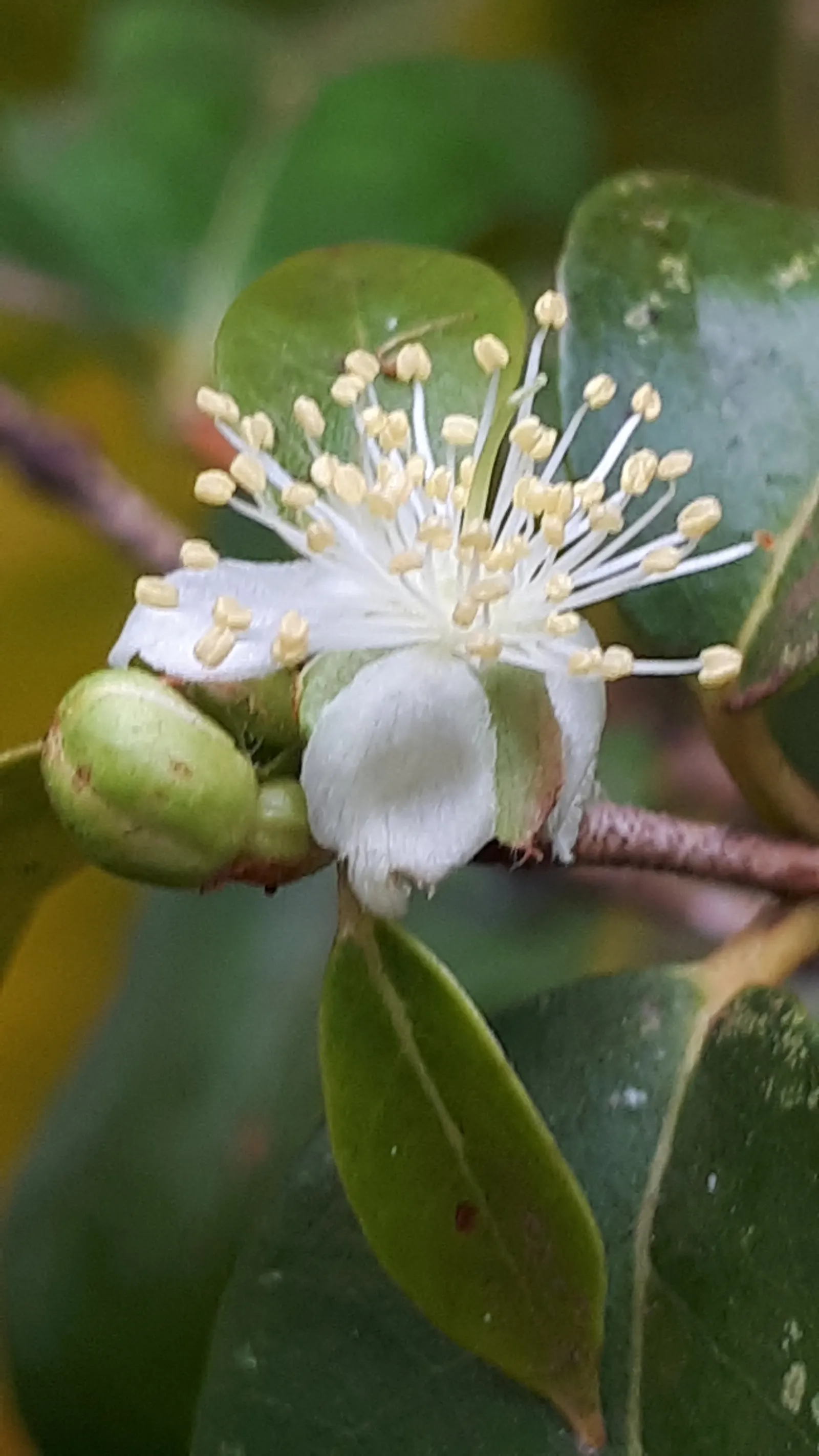 Surinam Cherry (Eugenia Uniflora) — making it a low-maintenance choice for a fruitful garden element; hardy to zone 9, it's also attractive to birds