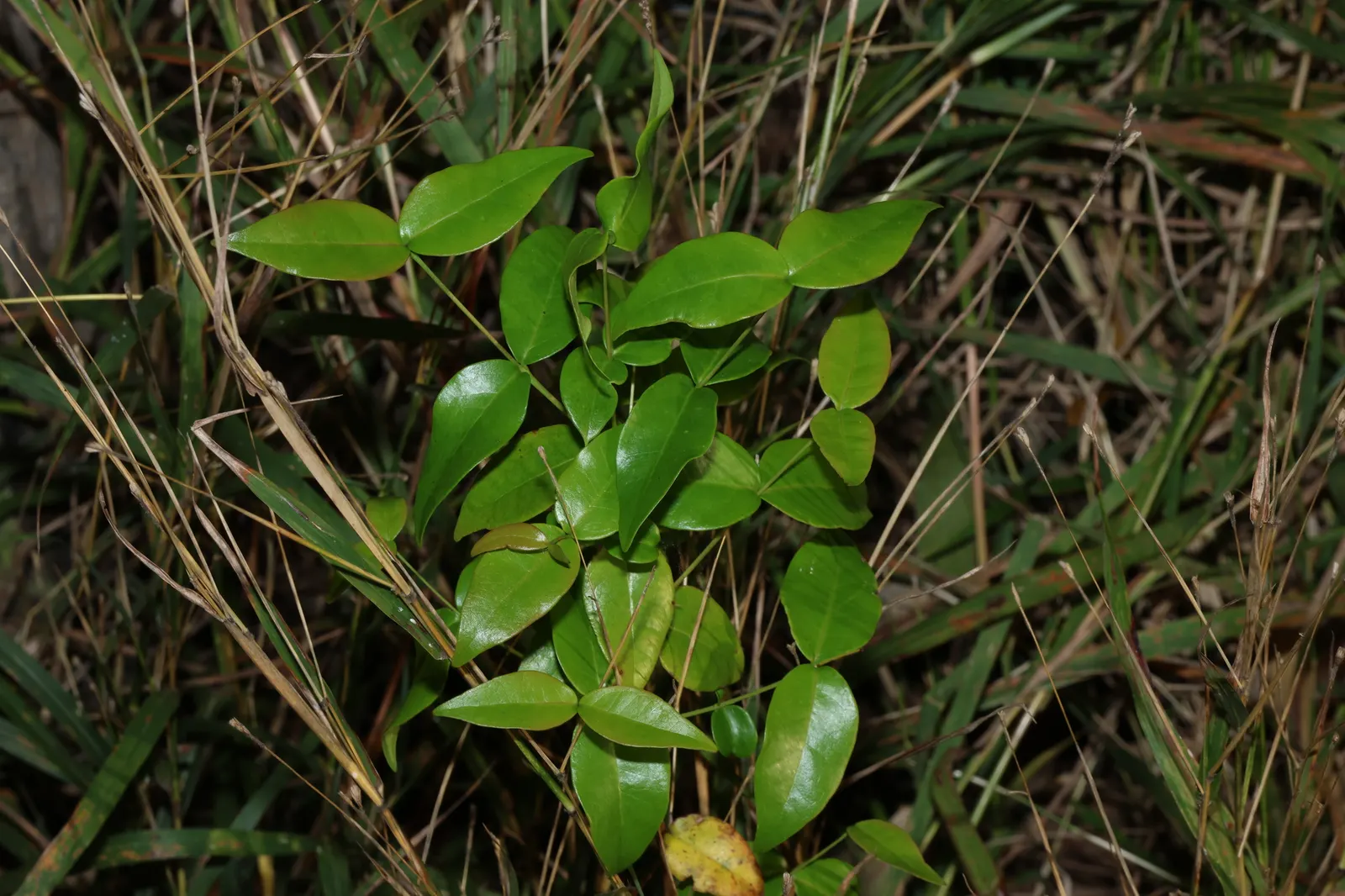 Surinam Cherry (Eugenia Uniflora) — Ideal for hedges or screens, it requires well-drained soil; offering versatility in design whether as a hedge