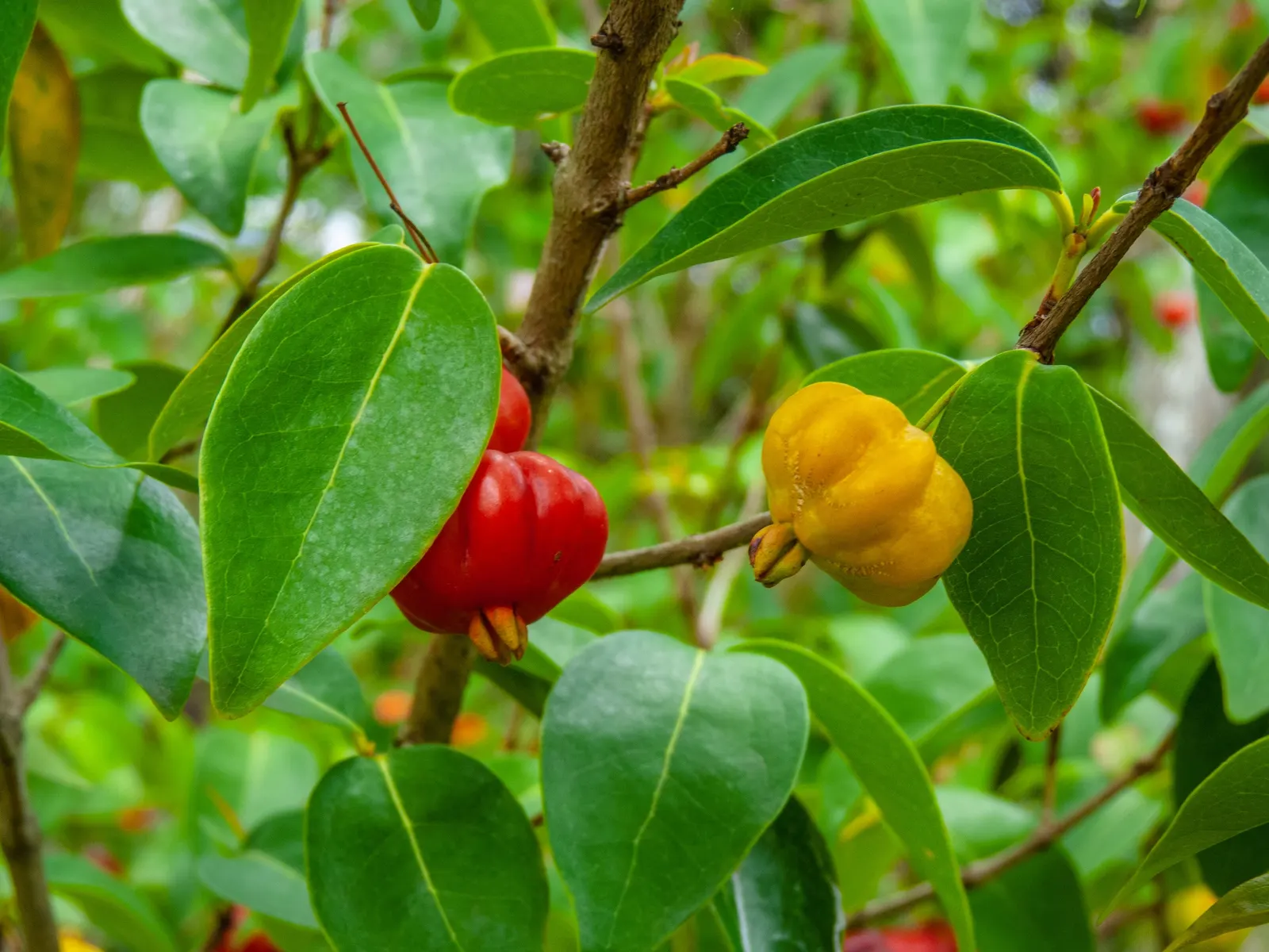 Surinam Cherry (Eugenia Uniflora) — with a similar spread.<br><br>For the optimal development of the Surinam Cherry; it's essential to note that, image 70