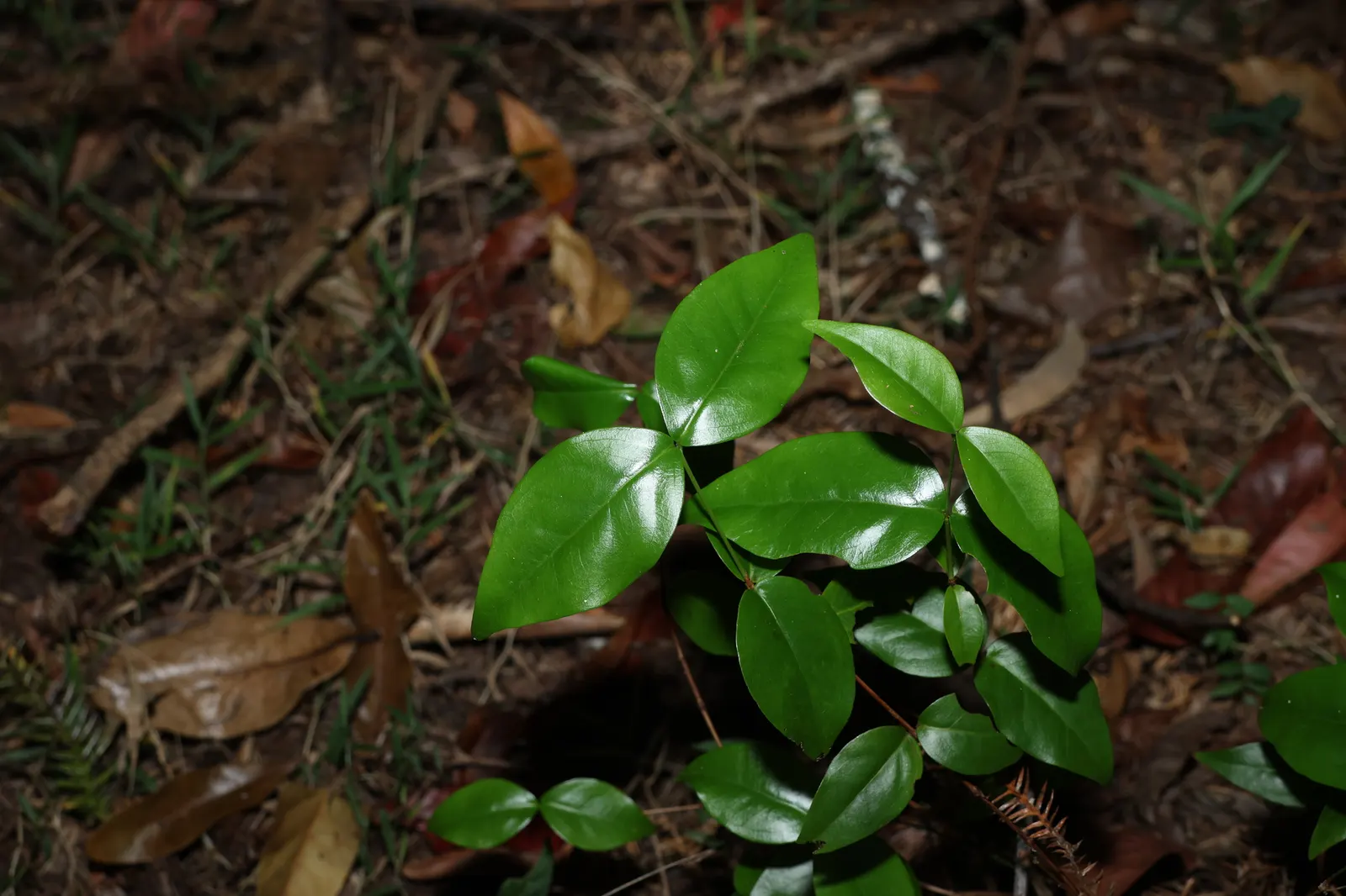 Surinam Cherry (Eugenia Uniflora) — This species is also known for its fast-growing nature and resilience against pests and diseases; yellow, image 112