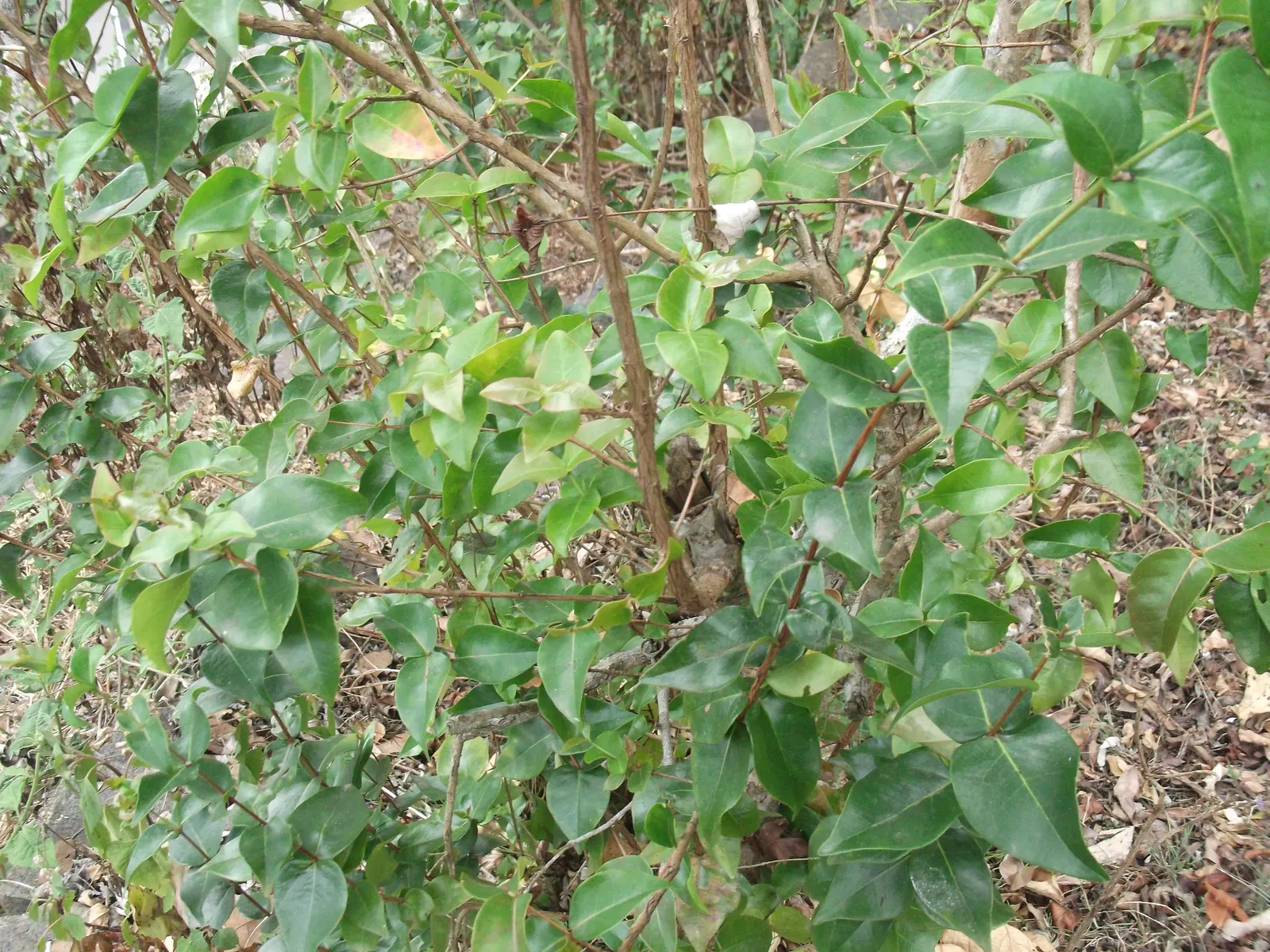 Surinam Cherry (Eugenia Uniflora) — This species is also known for its fast-growing nature and resilience against pests and diseases