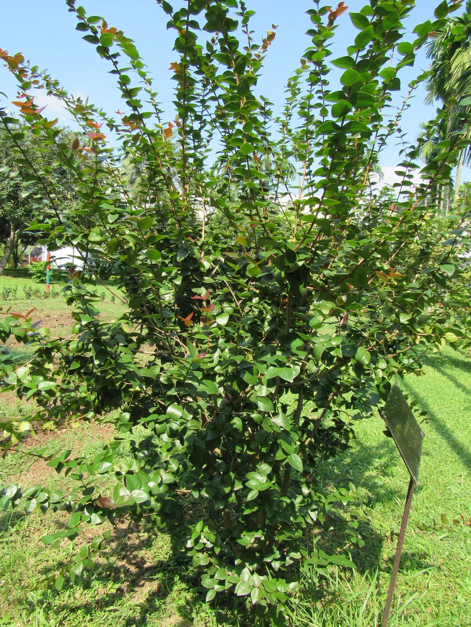 Surinam Cherry (Eugenia Uniflora) — or a stand-alone ornamental specimen.<br><br>The plant's showy white flowers appear in spring; it thrives in well-draining