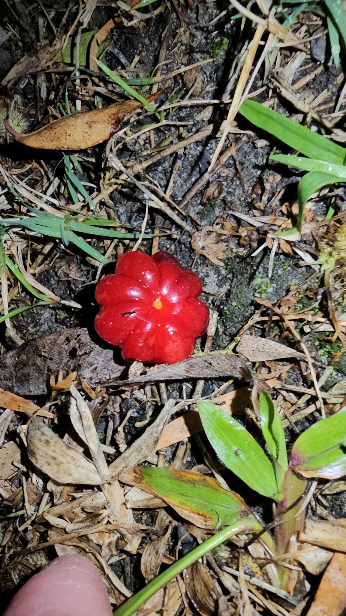 Surinam Cherry (Eugenia Uniflora) — pumpkin-shaped red to black cherries