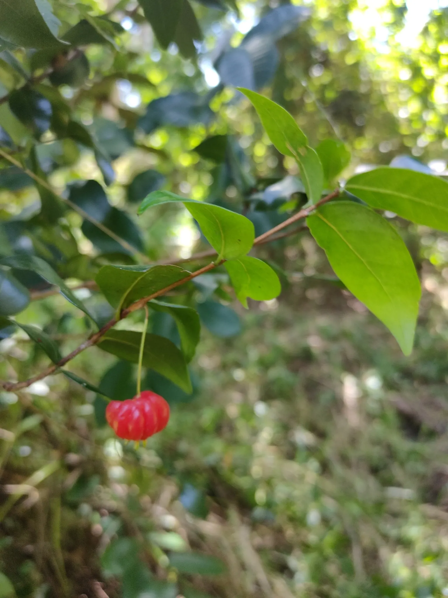 Surinam Cherry (Eugenia Uniflora) — hence care should be taken if households include small children or pets; providing a stark contrast to the dark green